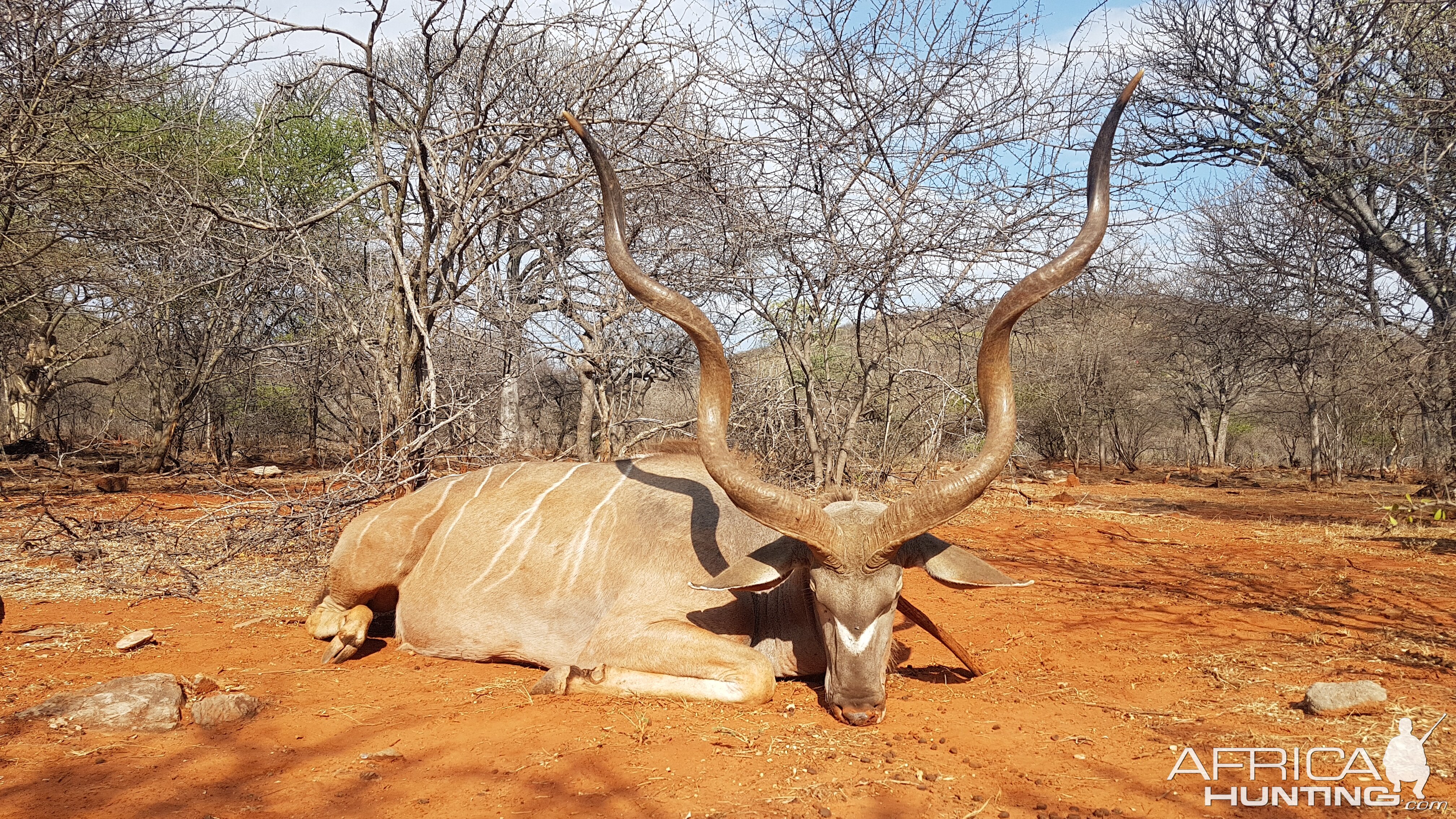 Beautiful free range 54 Inch Kudu bull from the Otavi Mountains area - 2019