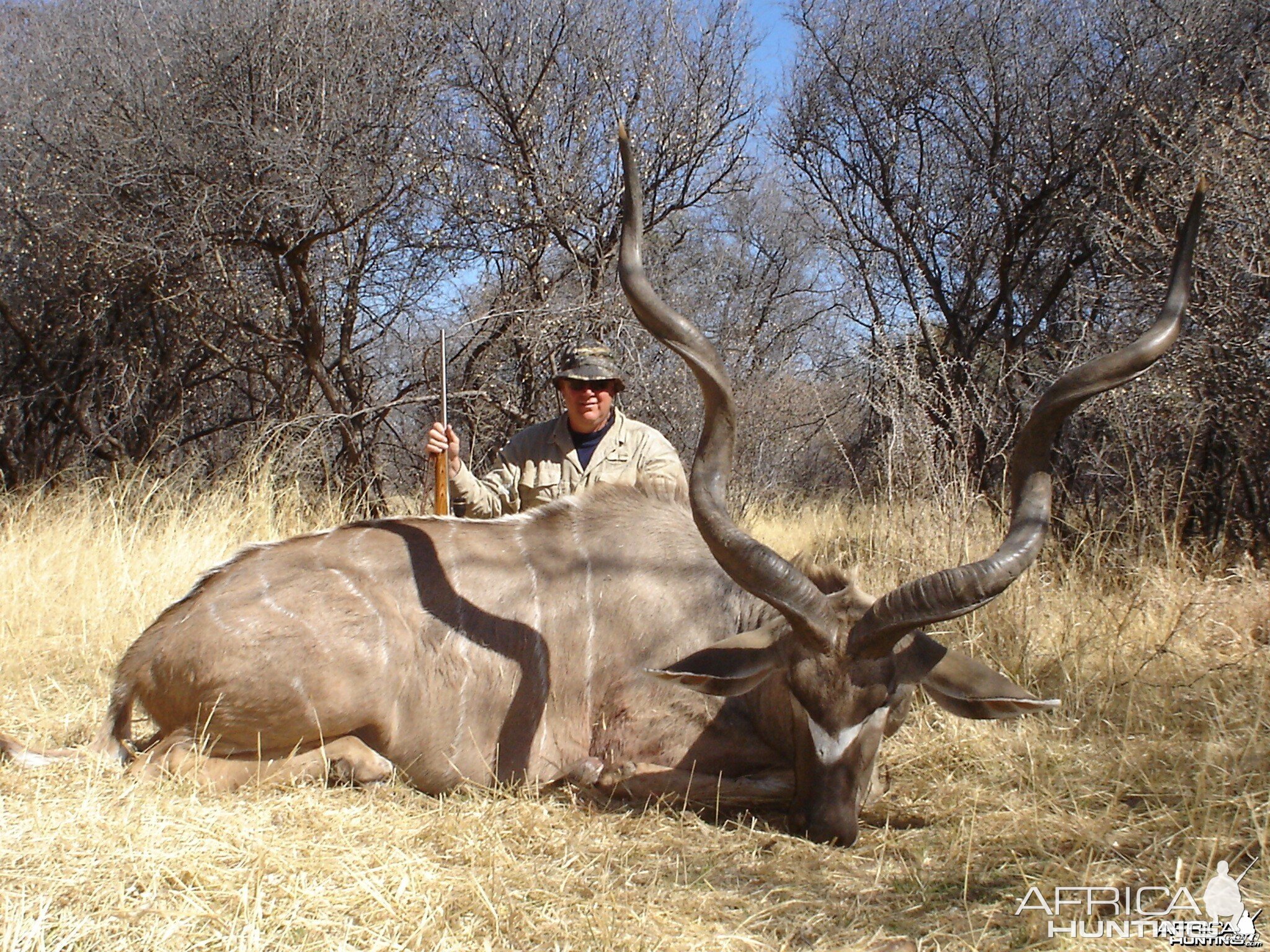 Beautiful Greater Kudu from Namibia