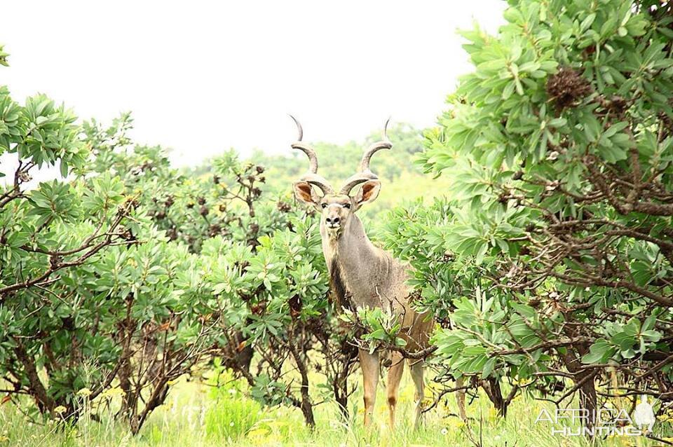 Beautiful Kudu bull amongst Protea bushes in the Waterberg