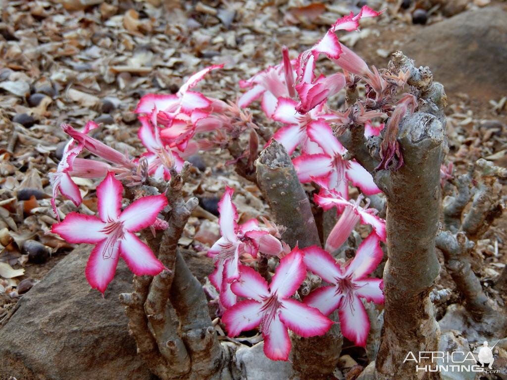 Beautiful plant life of Zimbabwe