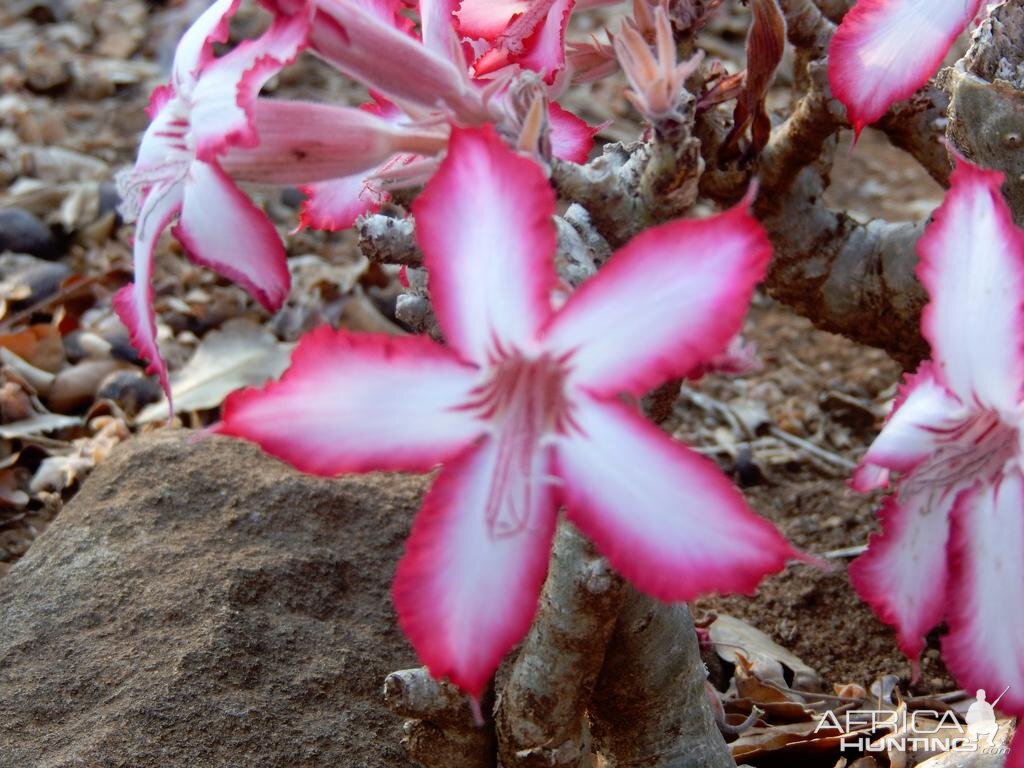 Beautiful plant life of Zimbabwe