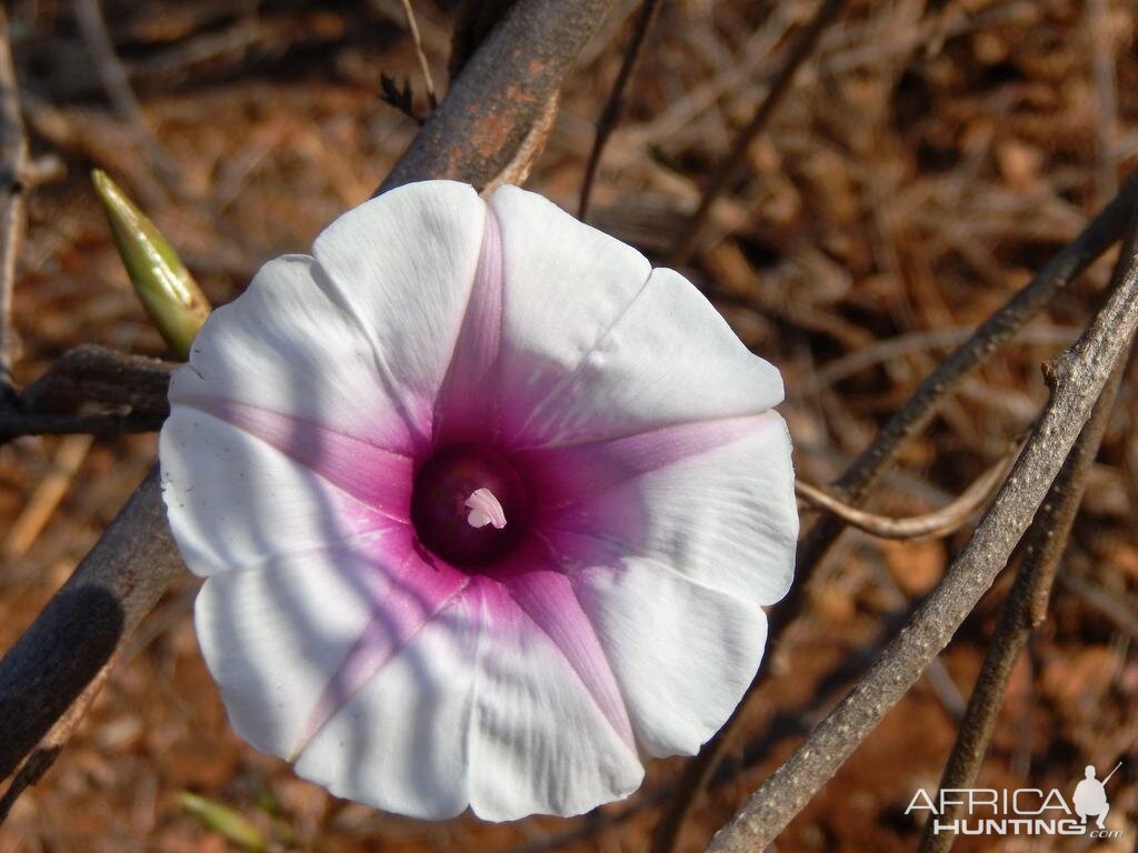 Beautiful plant life of Zimbabwe