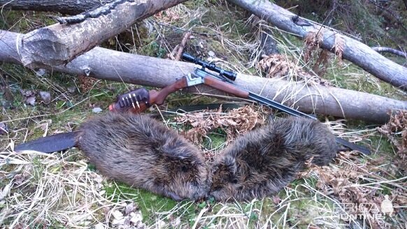 Beaver Hunt