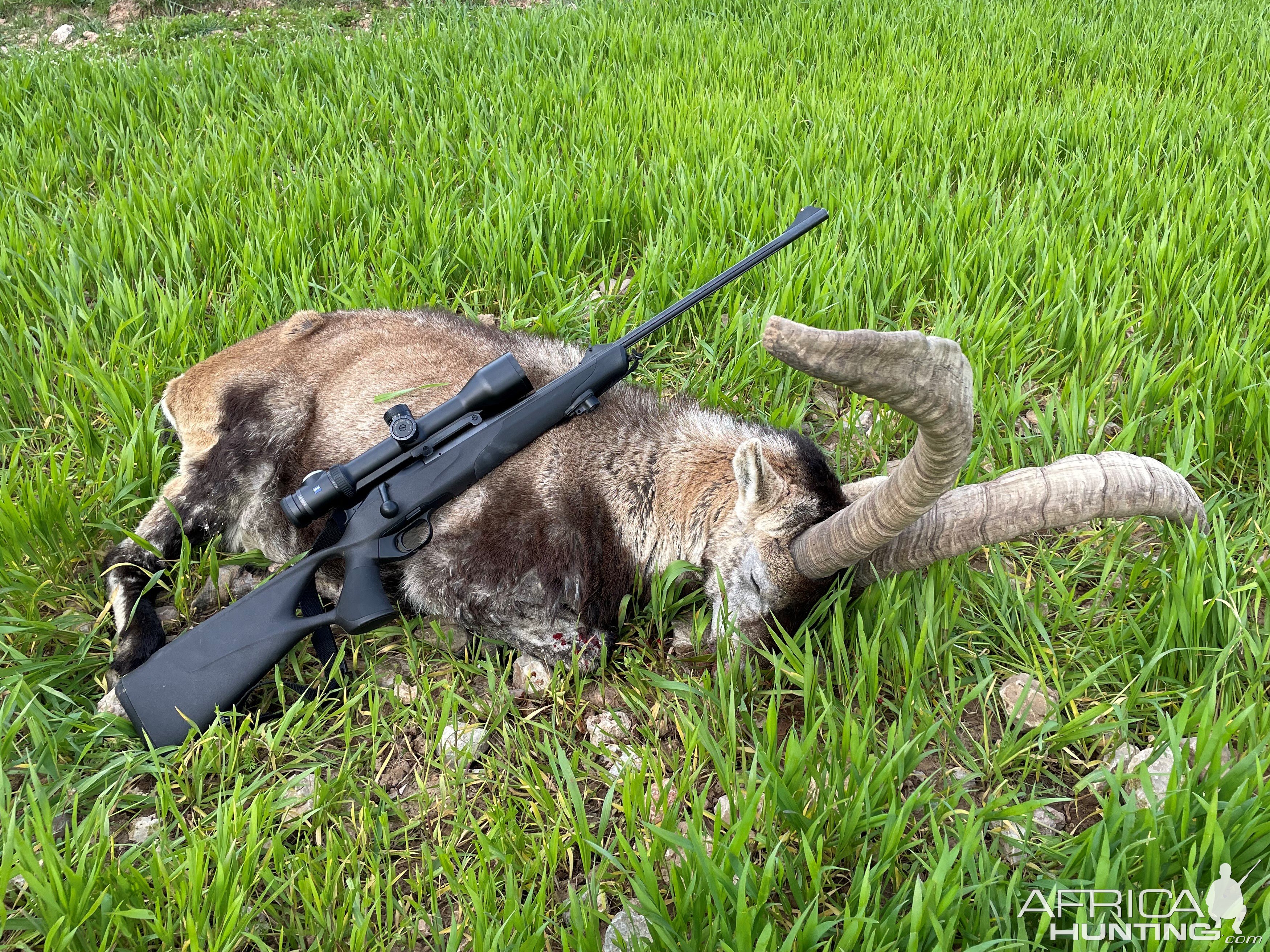 Beceite Ibex Hunt Spain