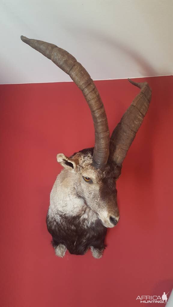 Beceite Ibex Shoulder Mount Taxidermy