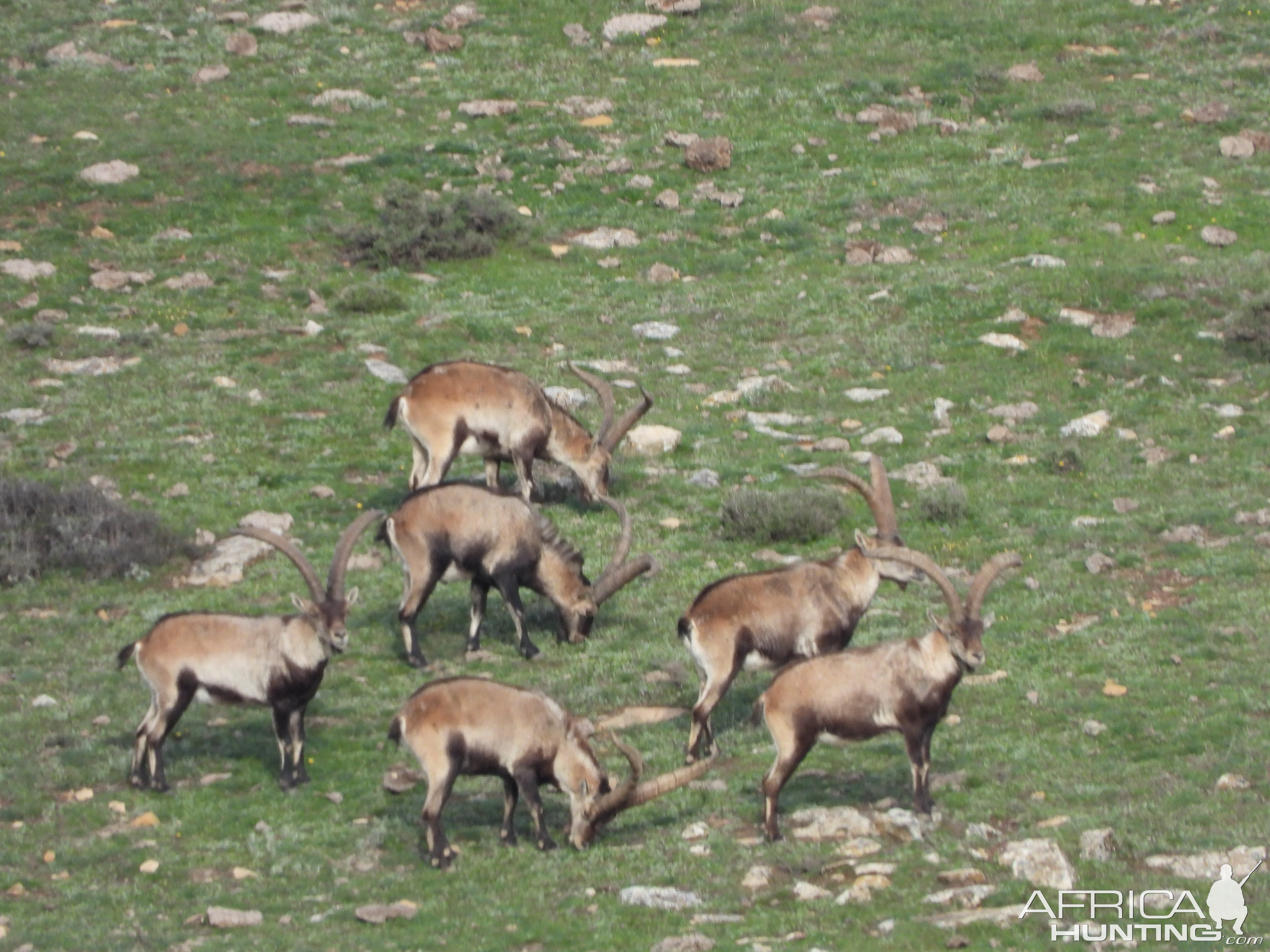 Beceite Ibex Spain