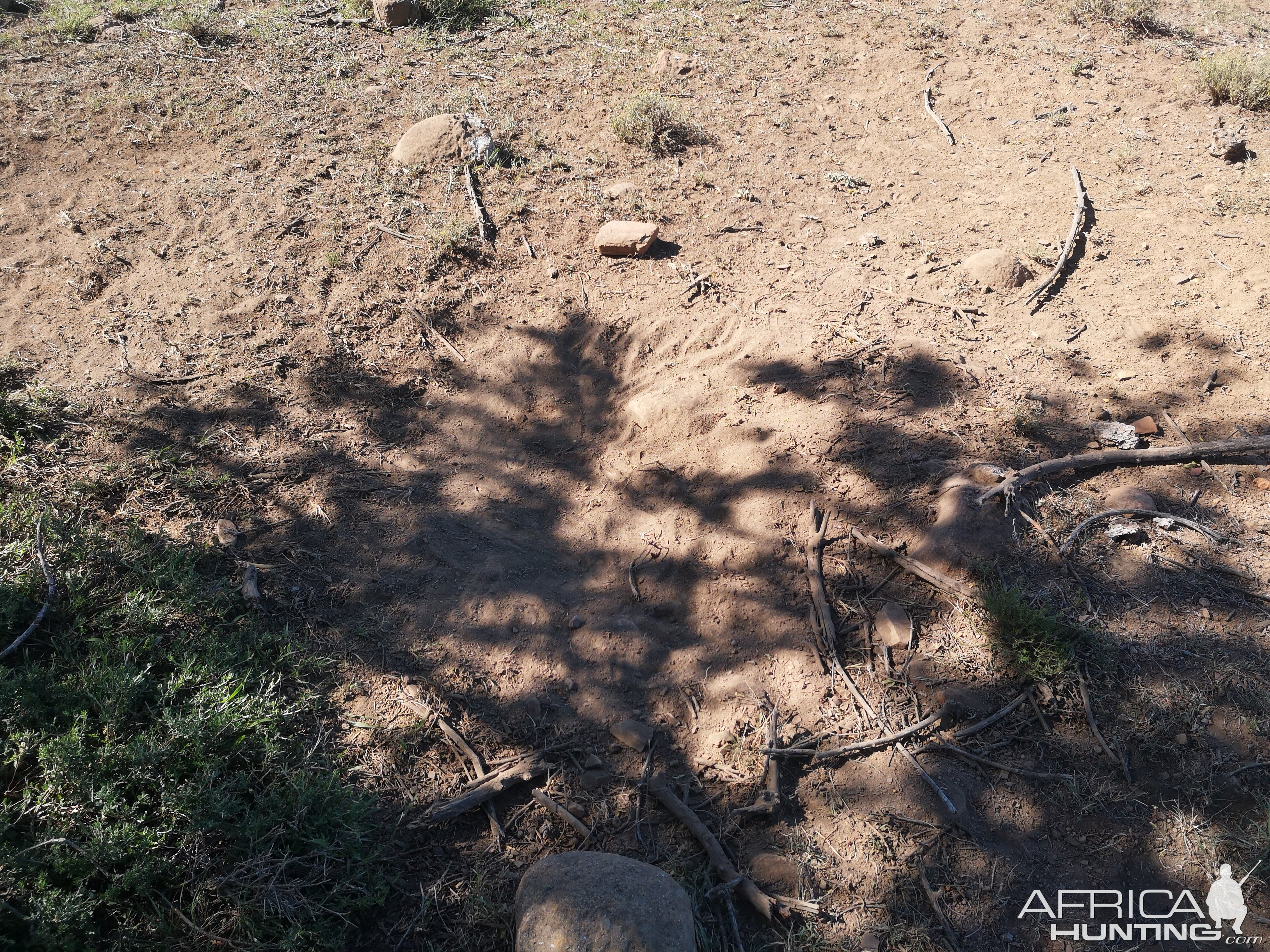 Bedding area of one of the Stags in the area