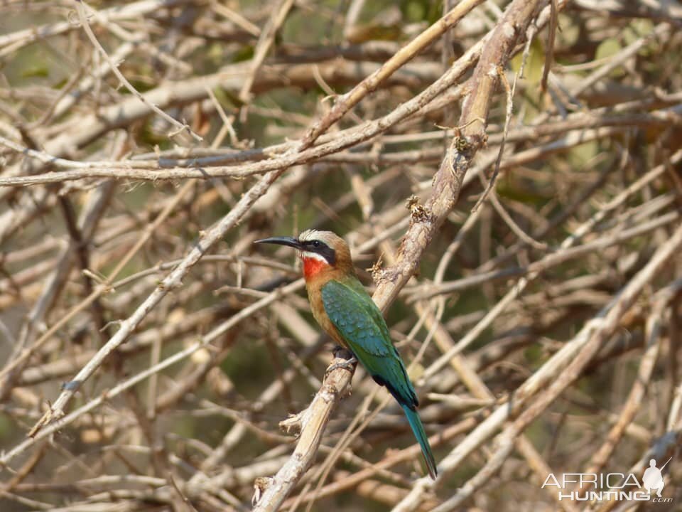 Bee-eater Zimbabwe