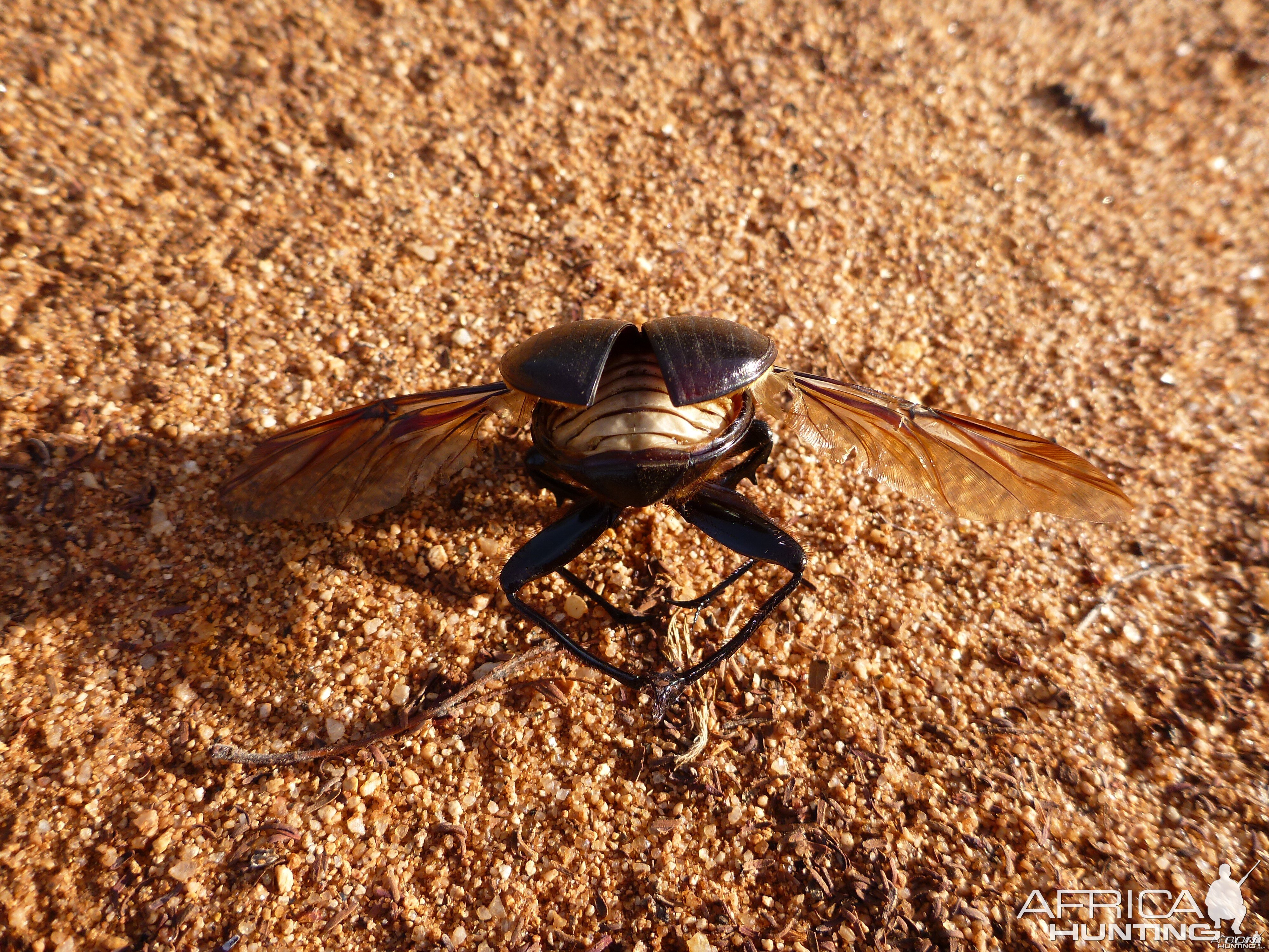 Beetle Namibia