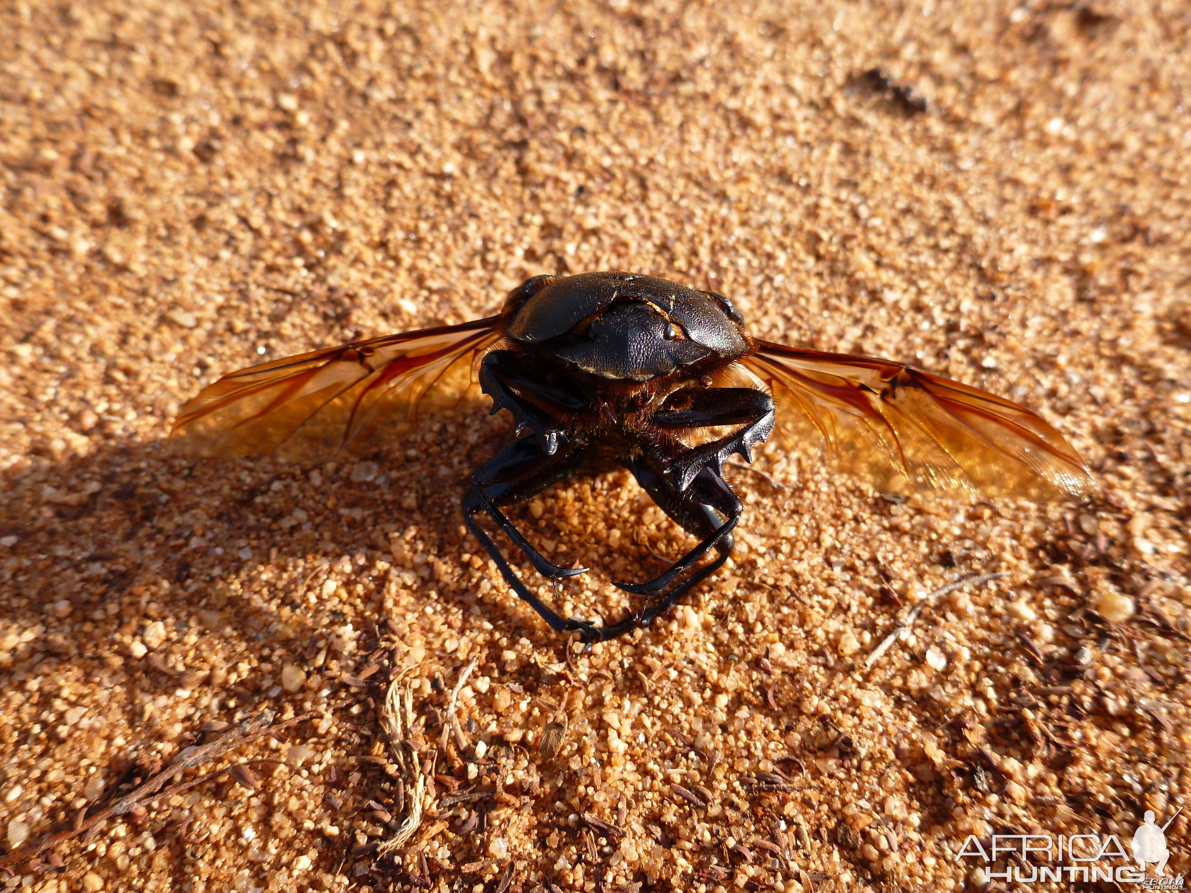 Beetle Namibia