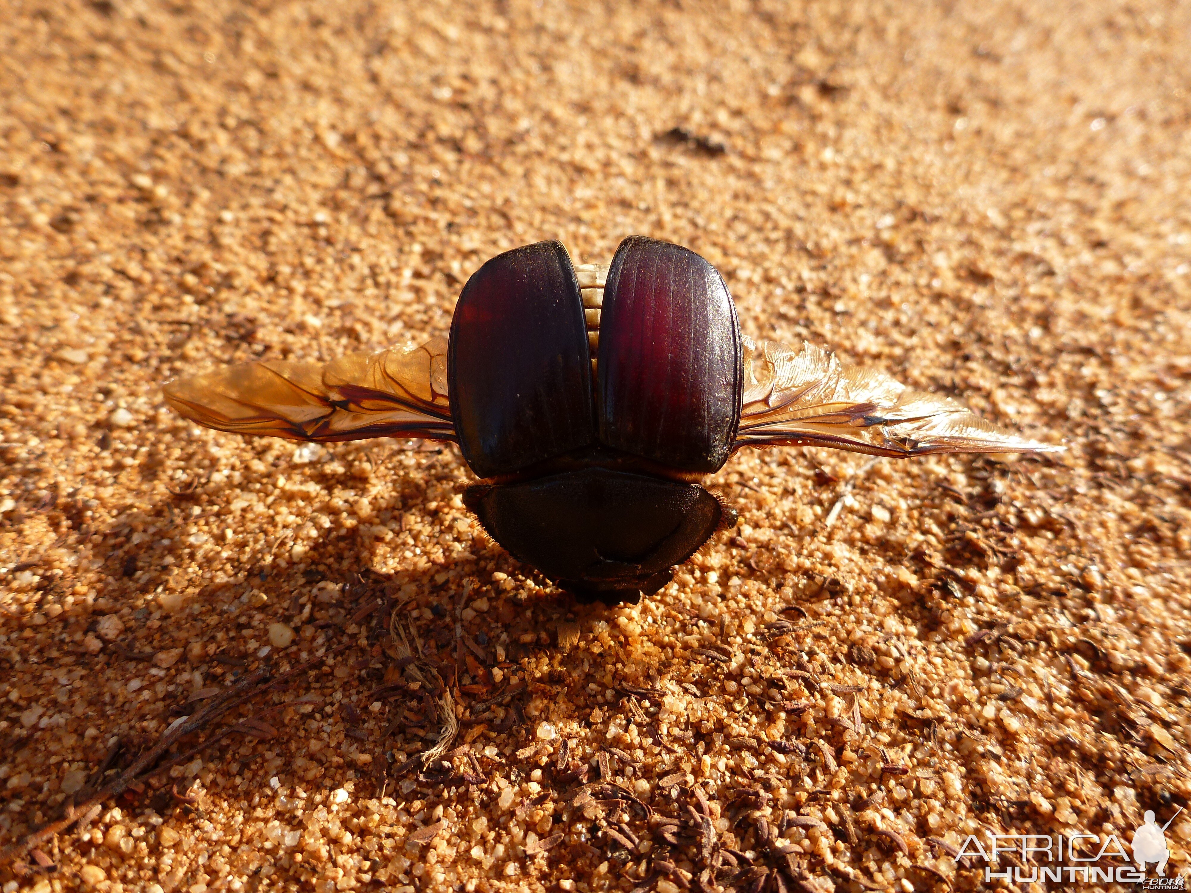 Beetle Namibia