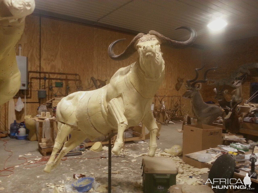 Behind The Scenes Lion & Cape Buffalo Full Mount Taxidermy