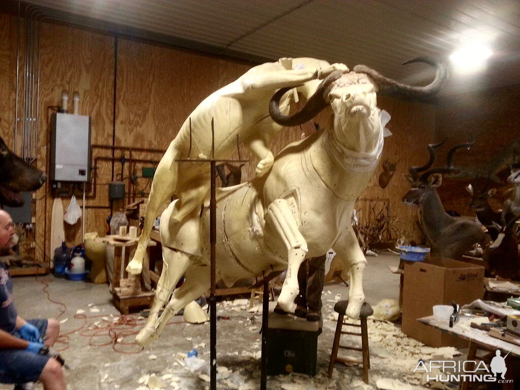 Behind The Scenes Lion & Cape Buffalo Full Mount Taxidermy