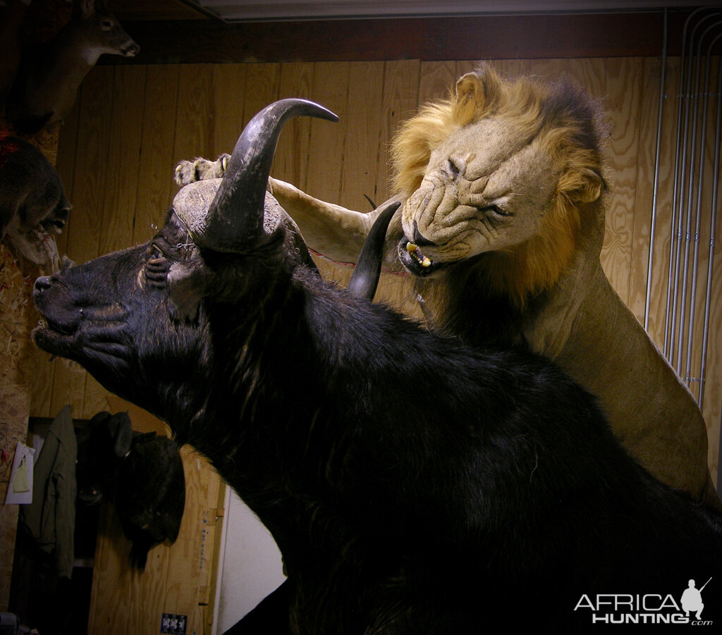 Behind The Scenes Lion & Cape Buffalo Full Mount Taxidermy