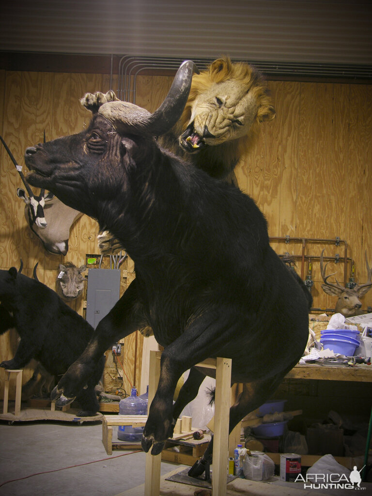 Behind The Scenes Lion & Cape Buffalo Full Mount Taxidermy