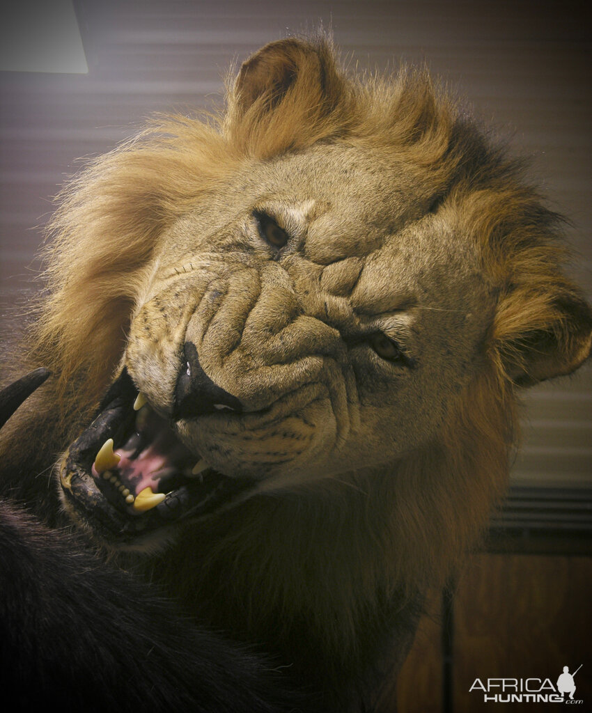 Behind The Scenes Lion & Cape Buffalo Full Mount Taxidermy