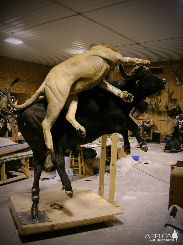 Behind The Scenes Lion & Cape Buffalo Full Mount Taxidermy