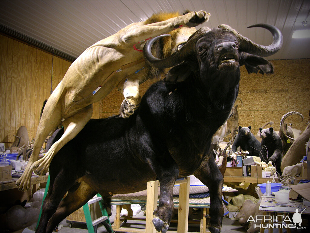 Behind The Scenes Lion & Cape Buffalo Full Mount Taxidermy