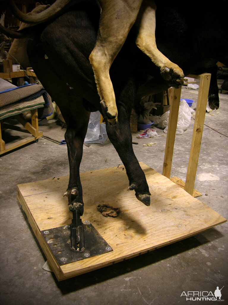 Behind The Scenes Lion & Cape Buffalo Full Mount Taxidermy