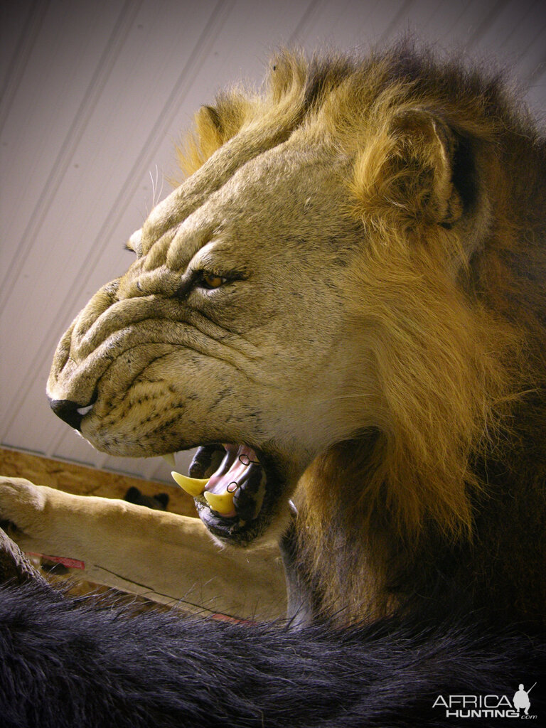 Behind The Scenes Lion & Cape Buffalo Full Mount Taxidermy