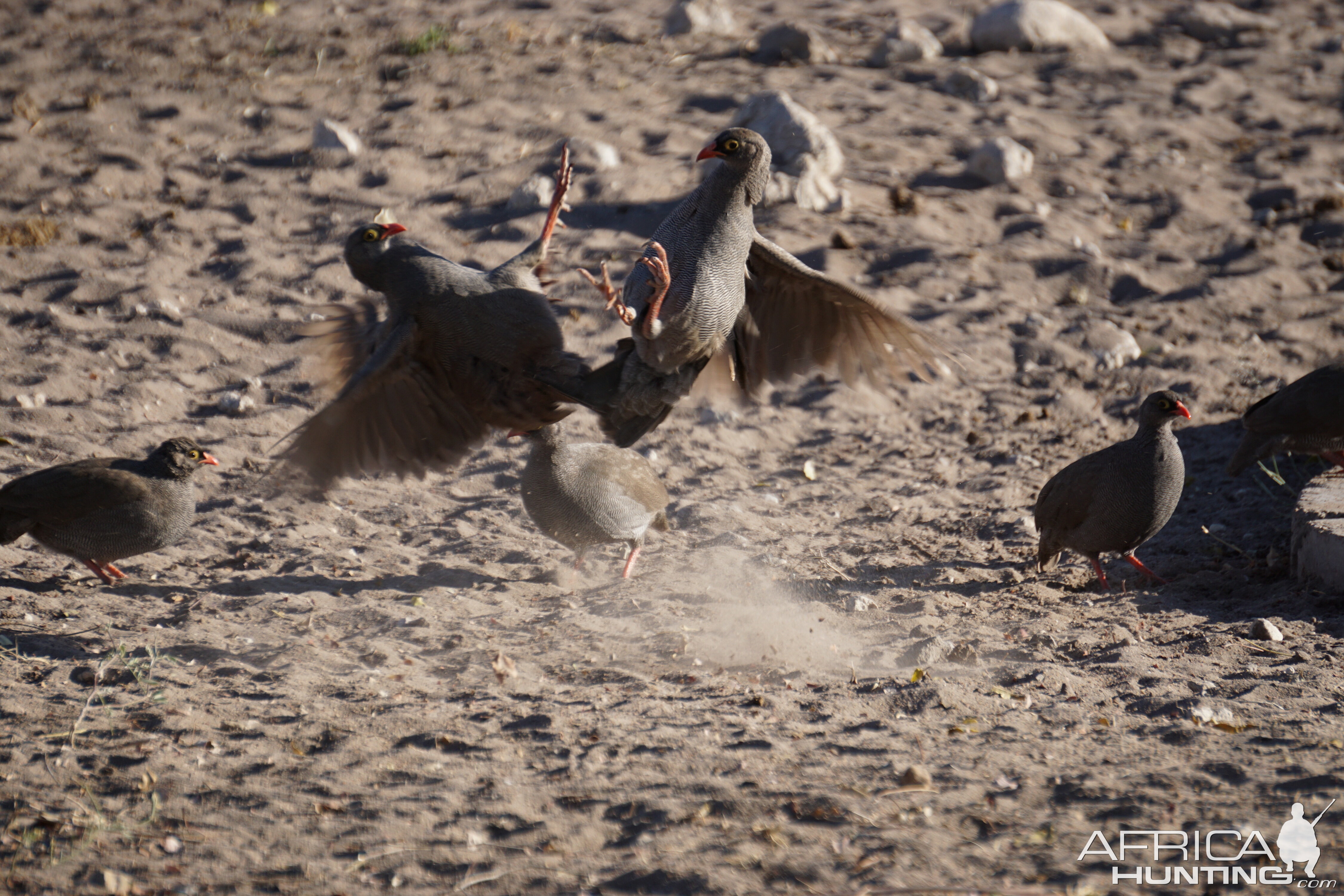 Belligerent Red-necked Spurfowls Namibia