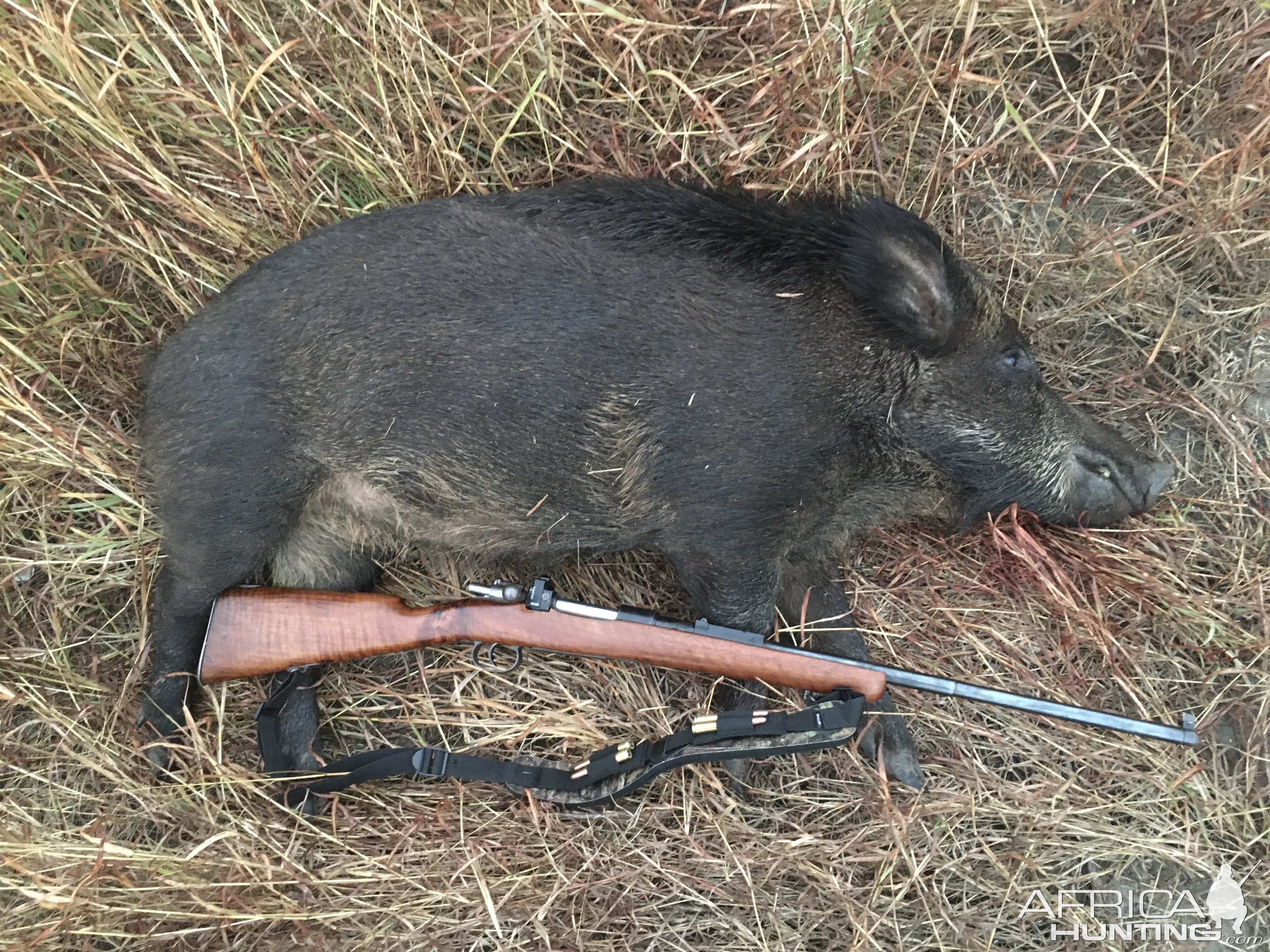 Bengal Bush Boars Hunt