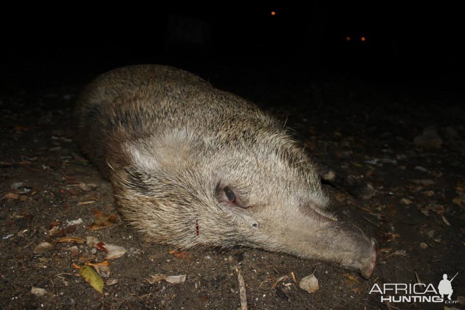 Bengal Bush Boars Hunt