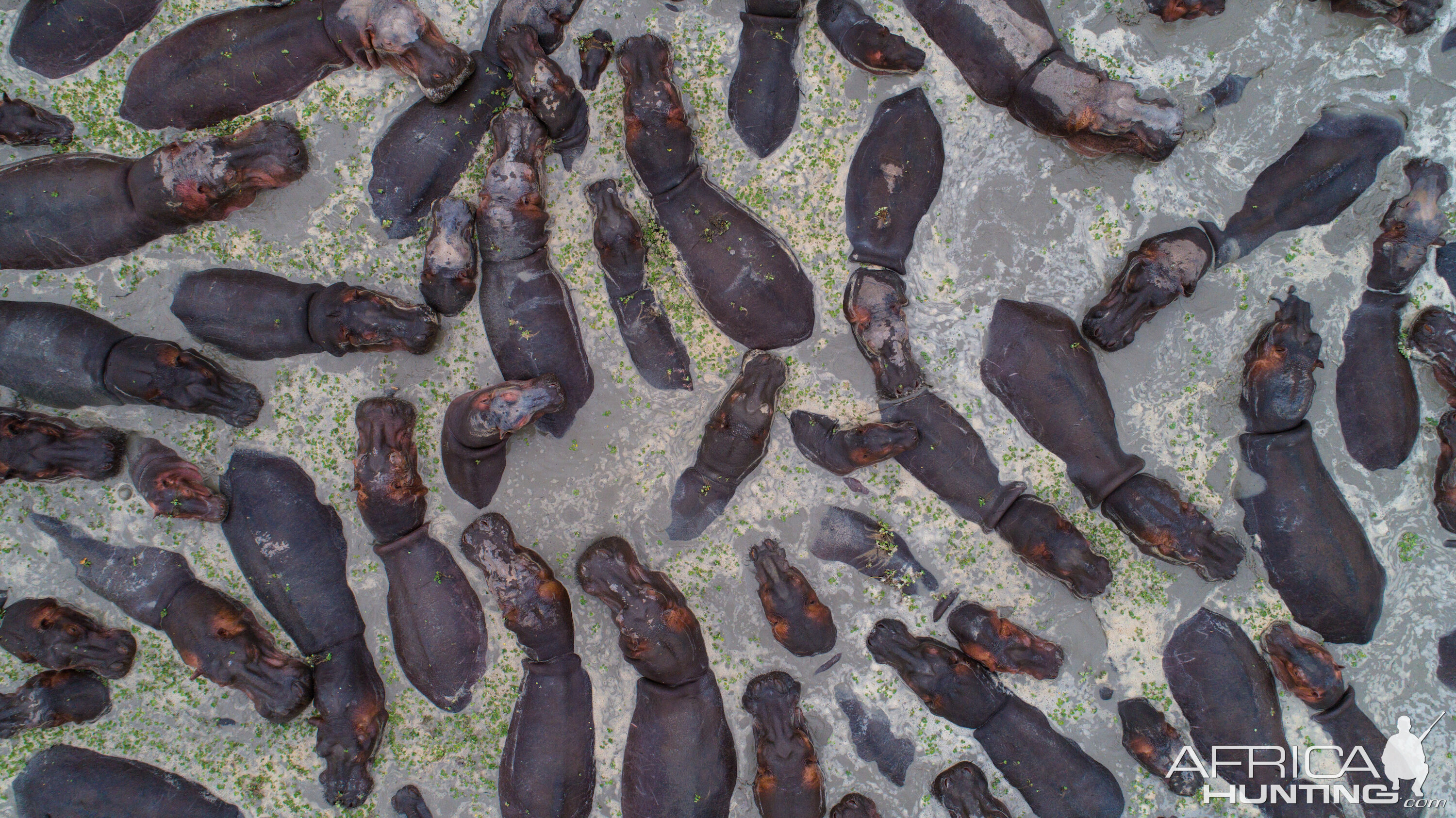 Benin Hippo Arial View