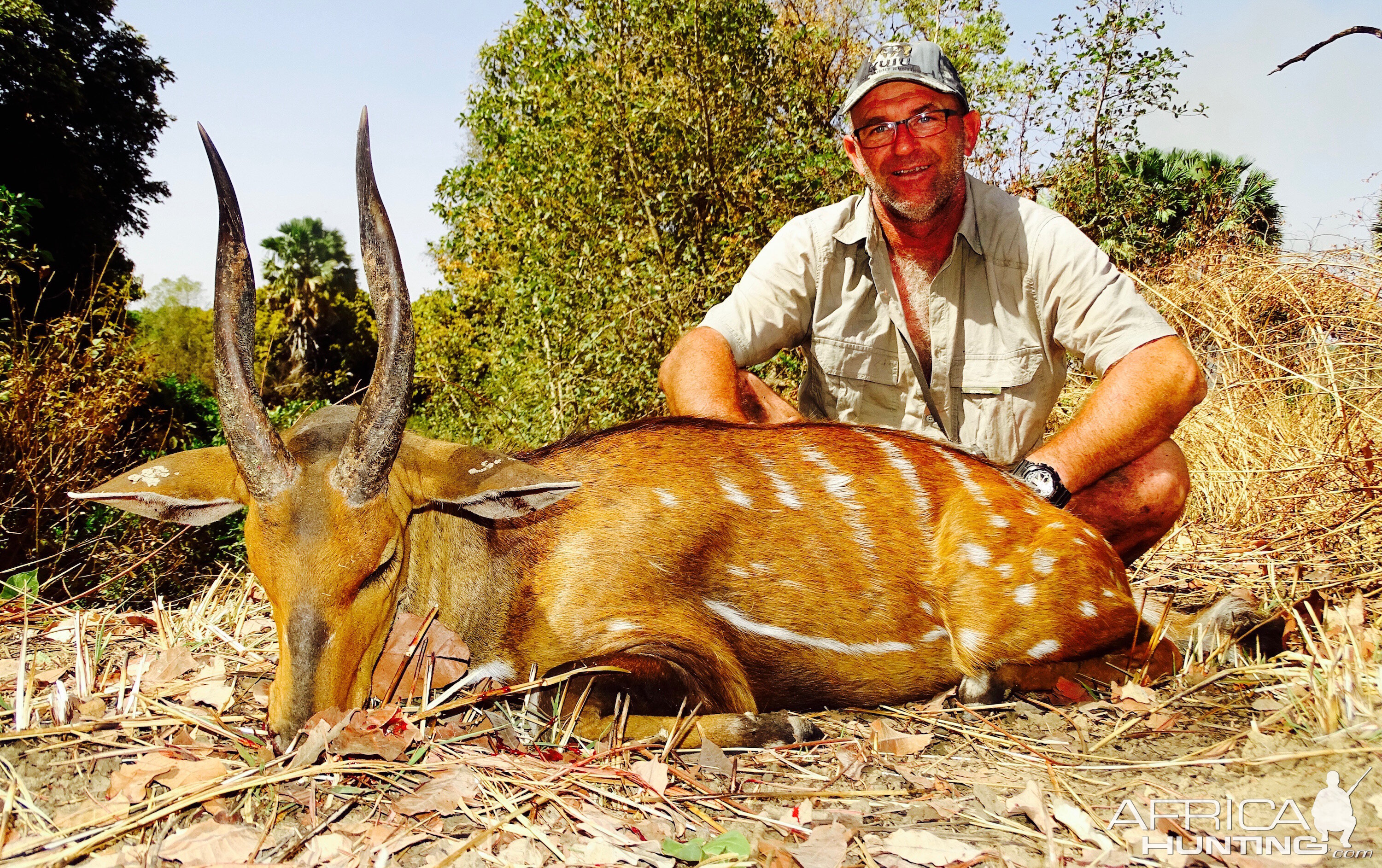 Benin Hunt Harnessed Bushbuck