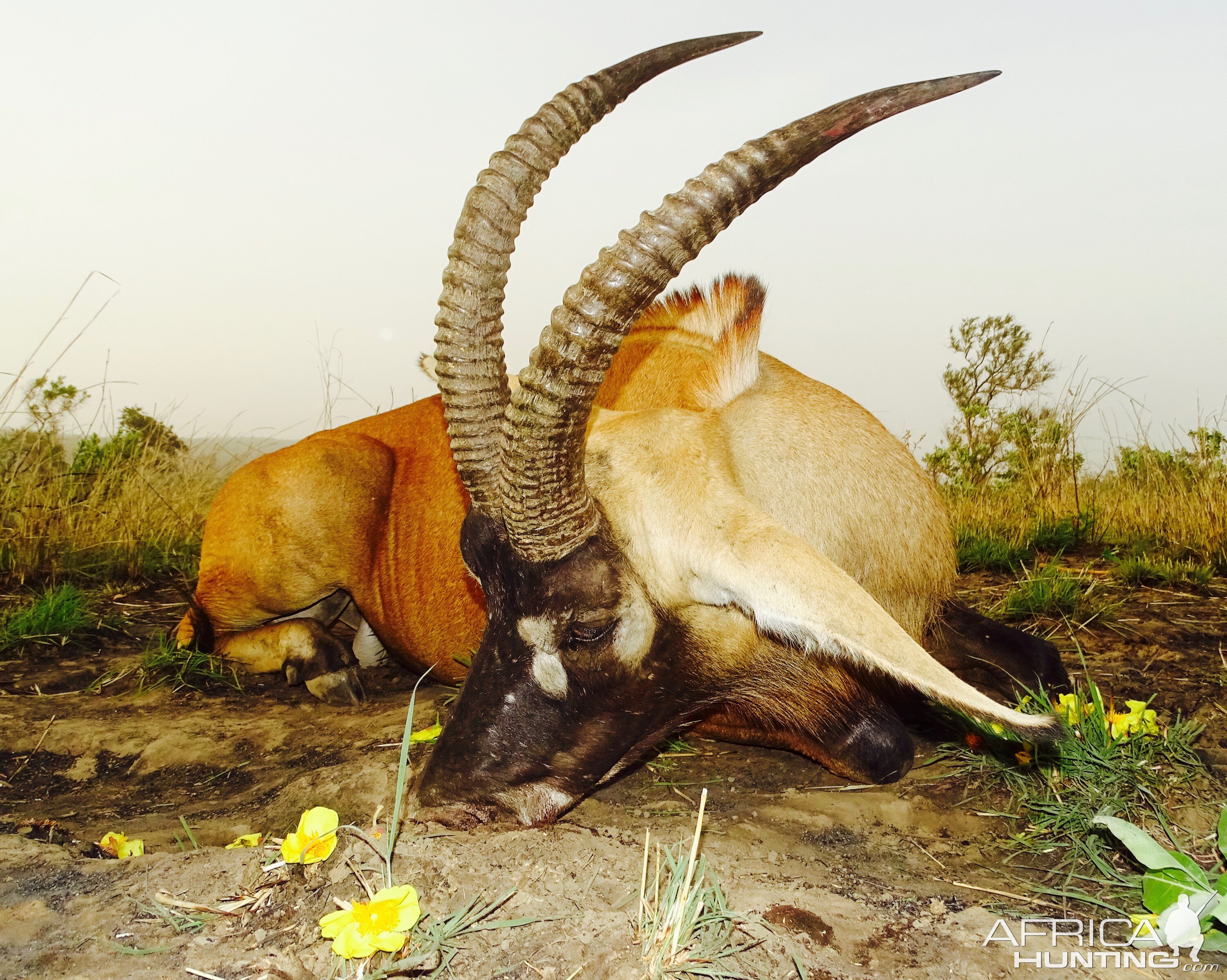 Benin Hunt Roan Antelope