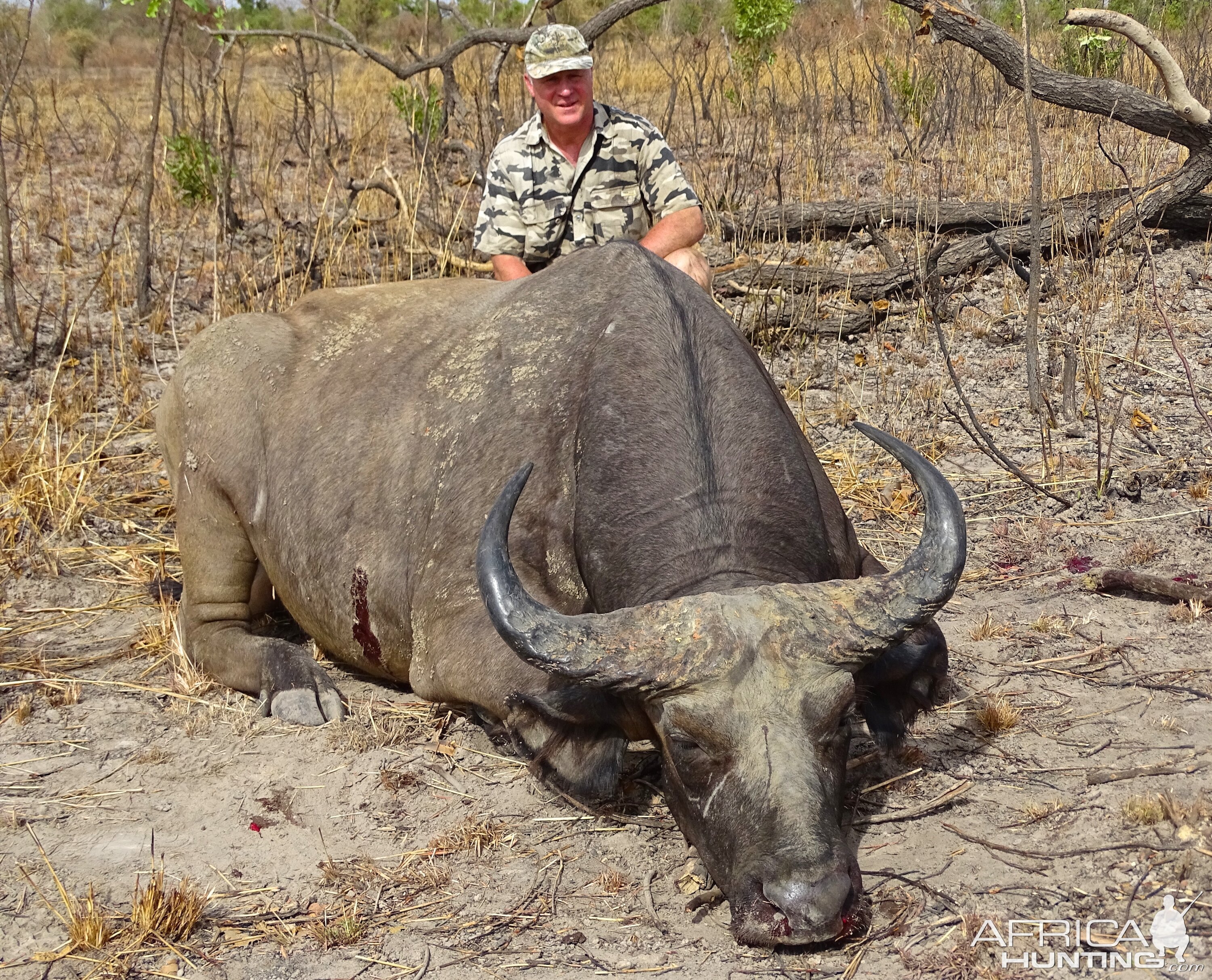 Benin Hunt West African Savanna Buffalo