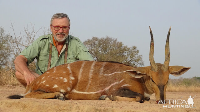 Benin Hunting Harnessed Bushbuck