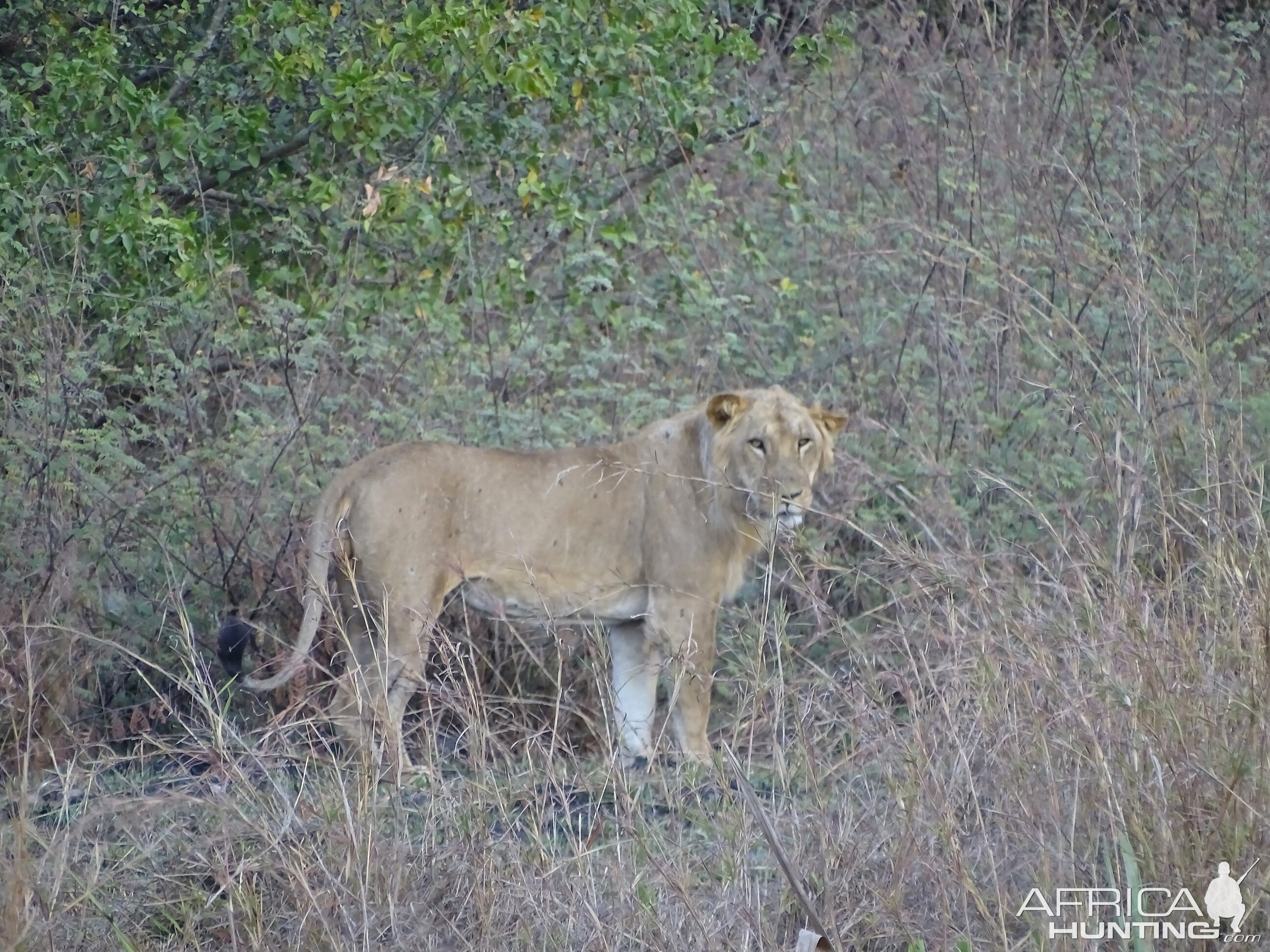 Benin Wildlife Lion