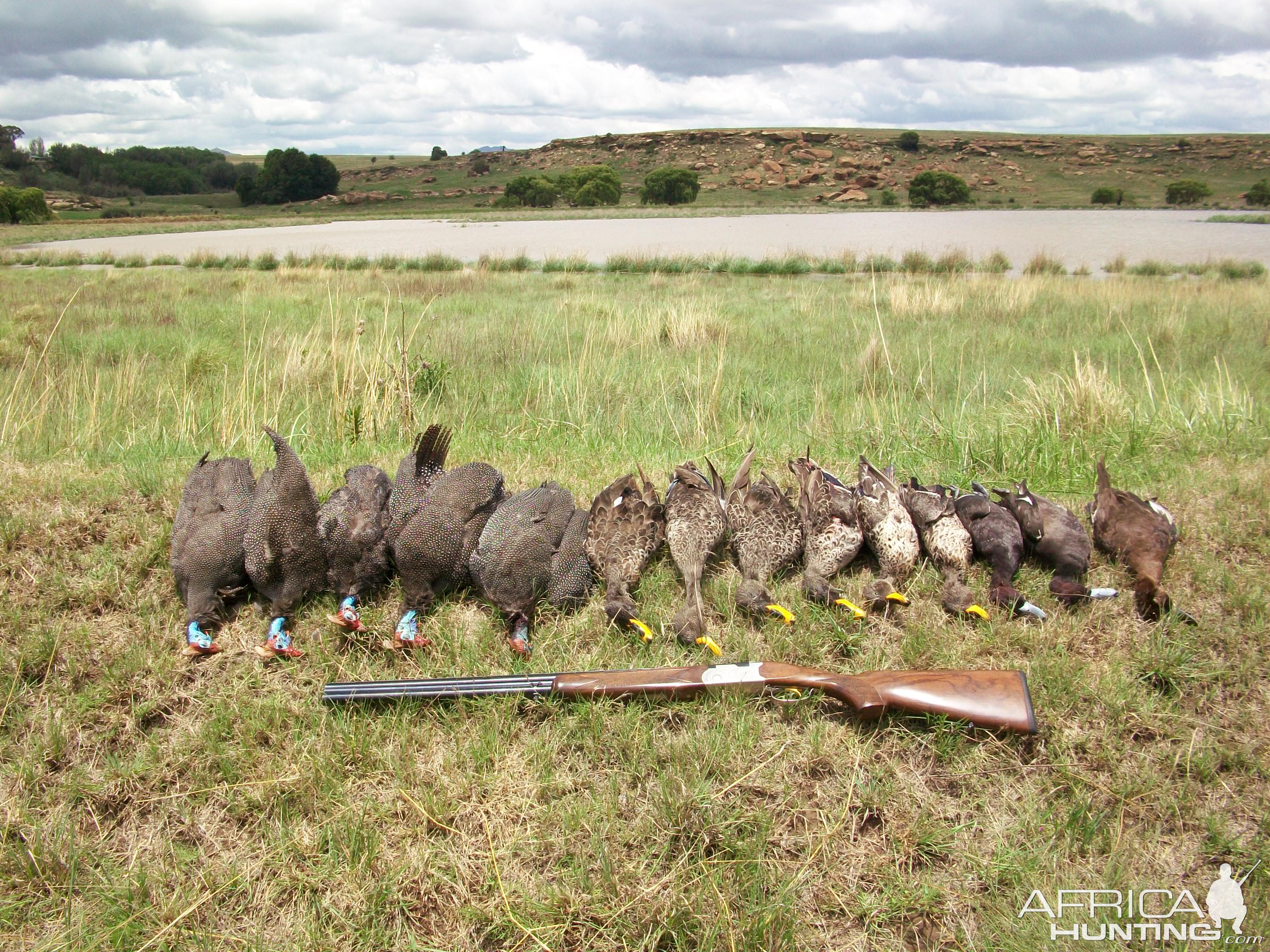 Beretta 687, Bird Hunting with Clients