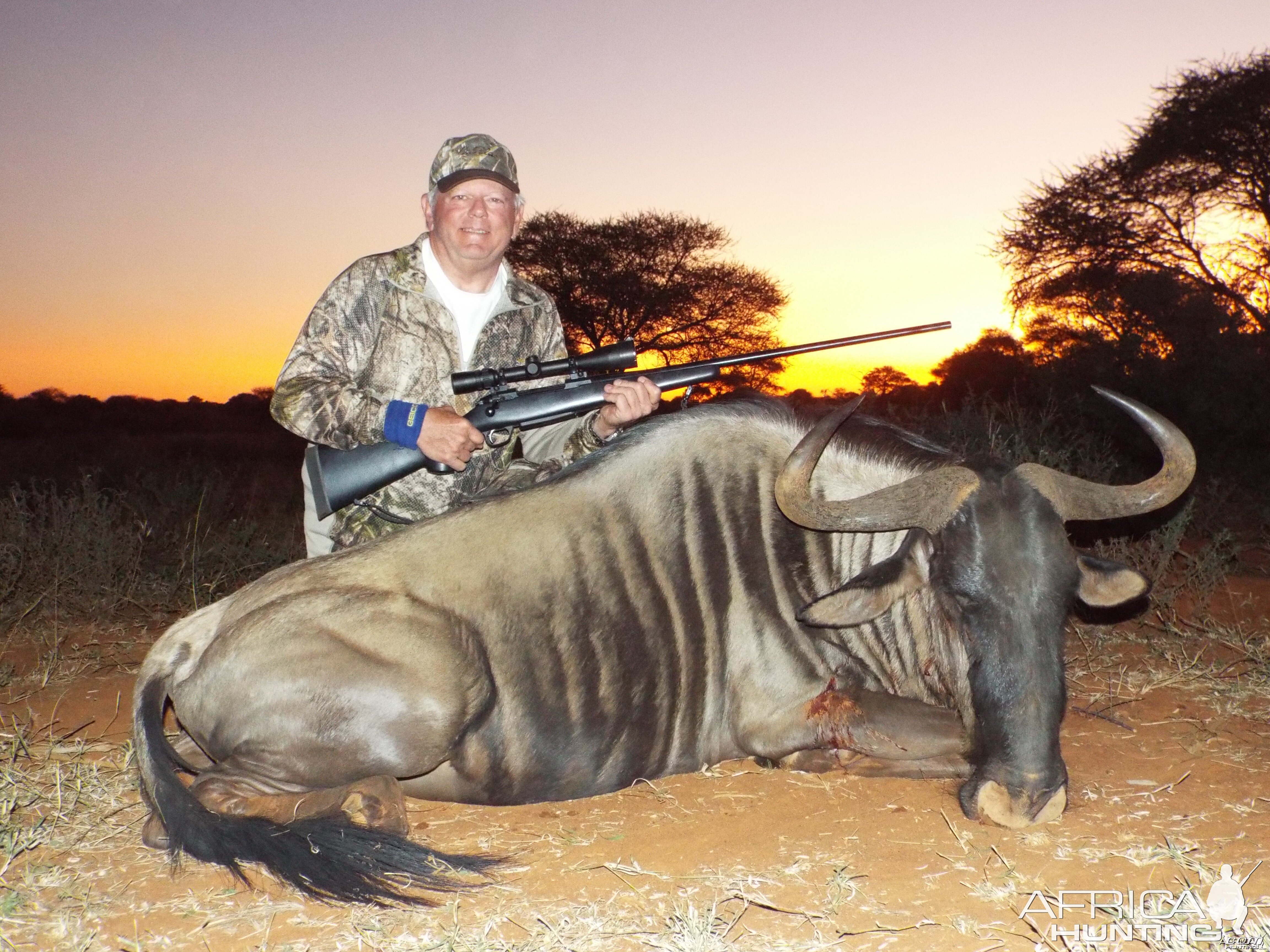 Best Blue Wildebeest at Sunset