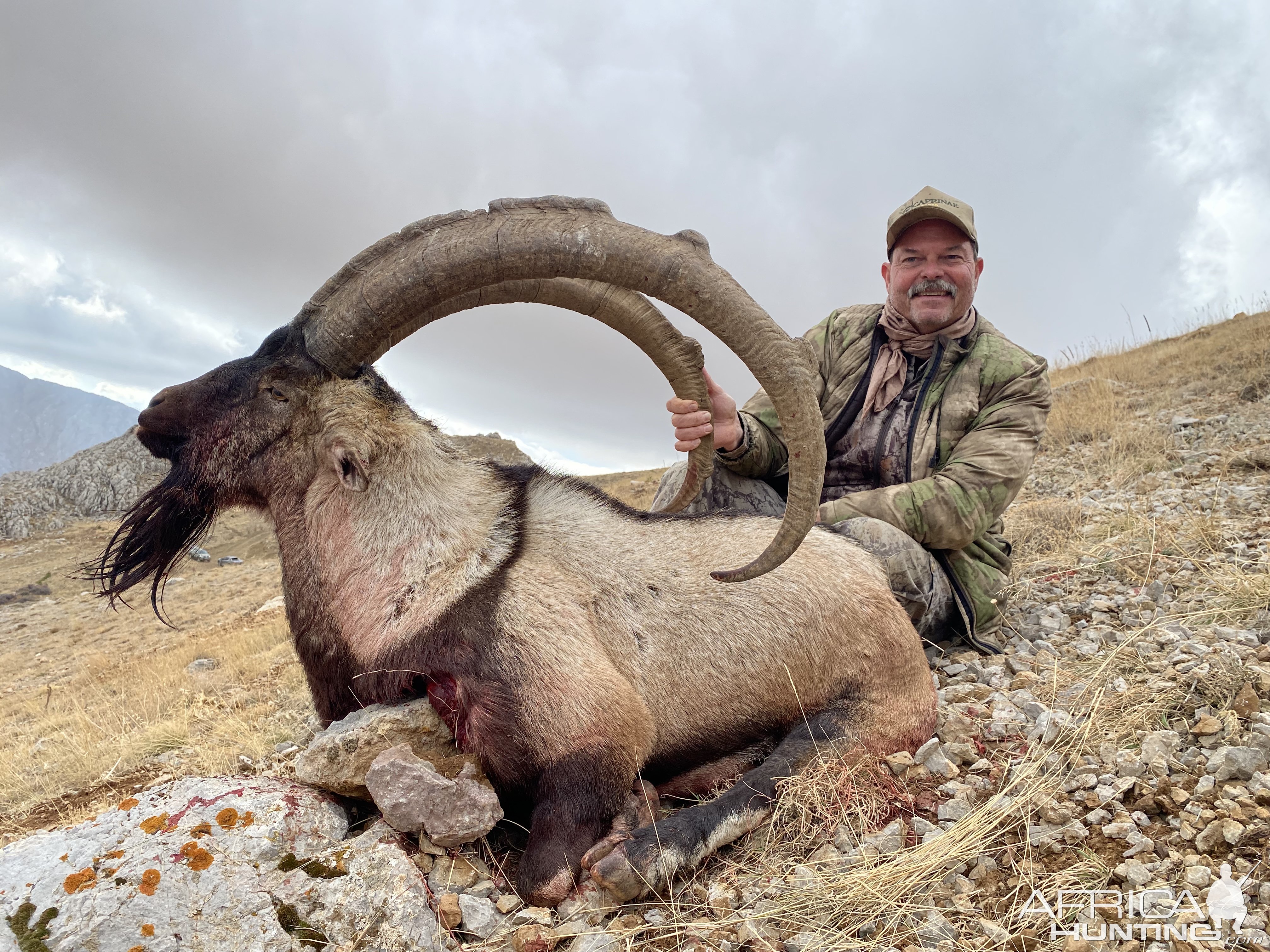 Bezoar Ibex Hunting Turkey