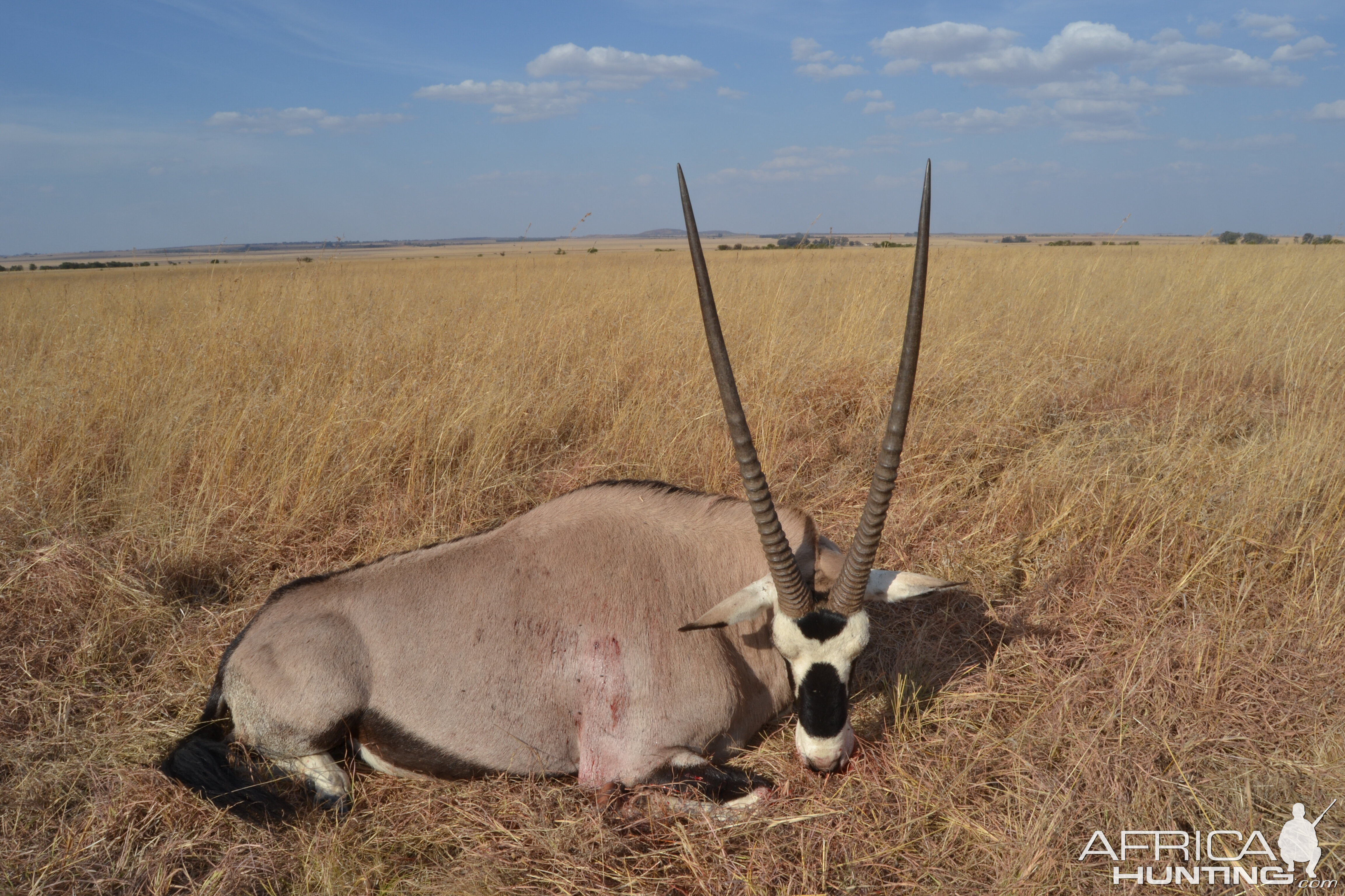 Big 40" bull from the Free State