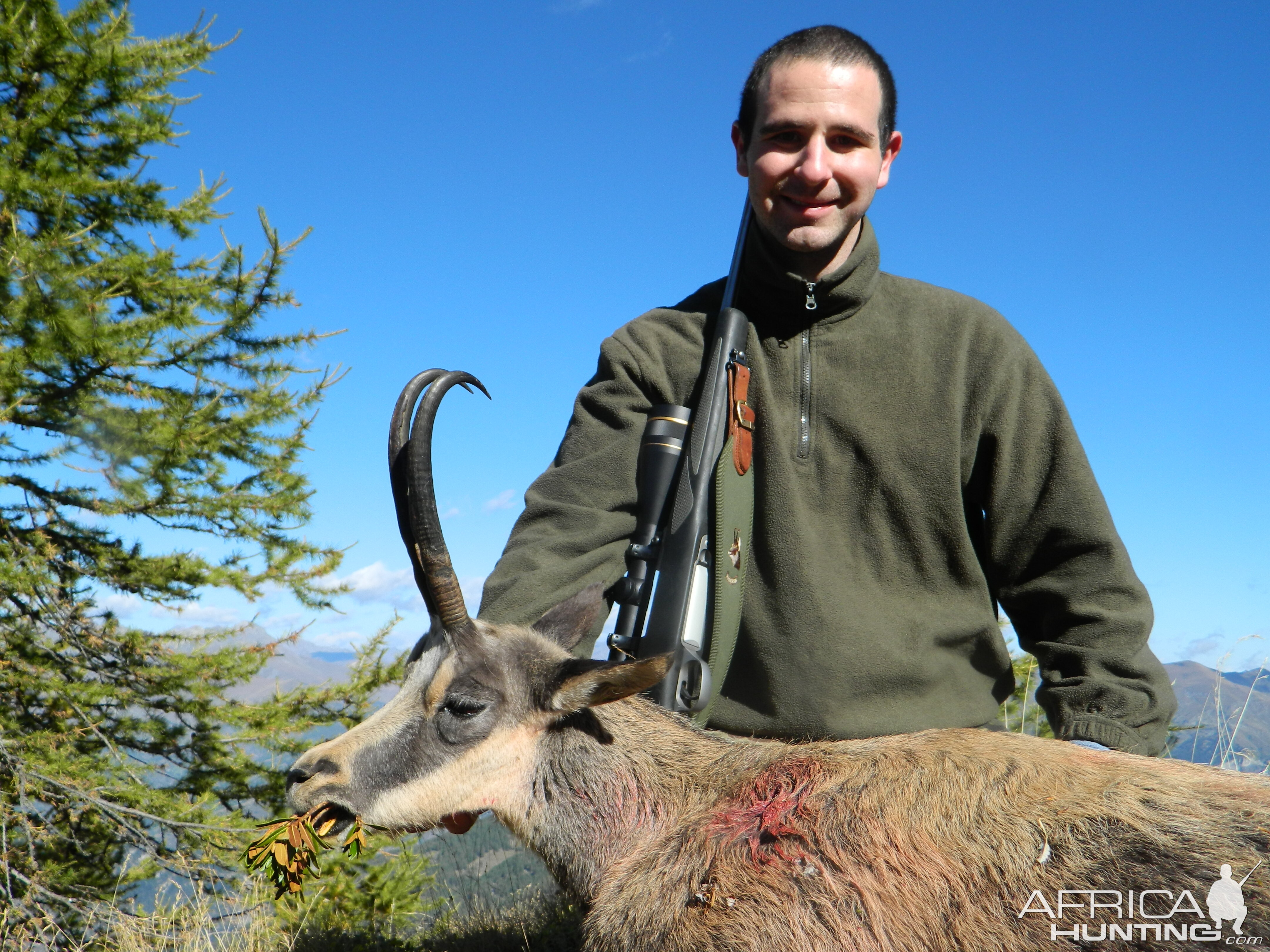 Big Alpine Chamois Female Italy