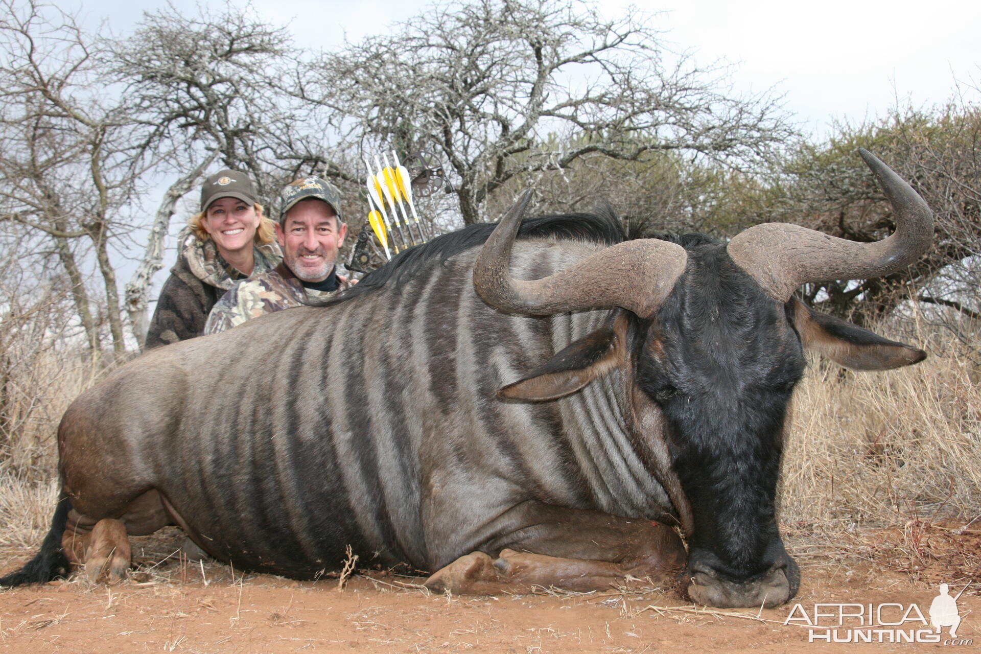 Big Blue Wildebeest with bow South Africa