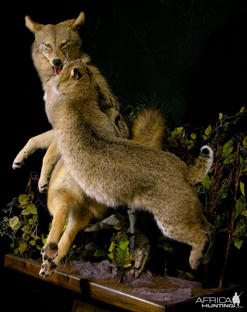 Big Bobcat VS Coyote Full Mount Pedestal Taxidermy