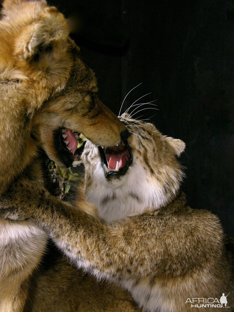 Big Bobcat VS Coyote Full Mount Pedestal Taxidermy