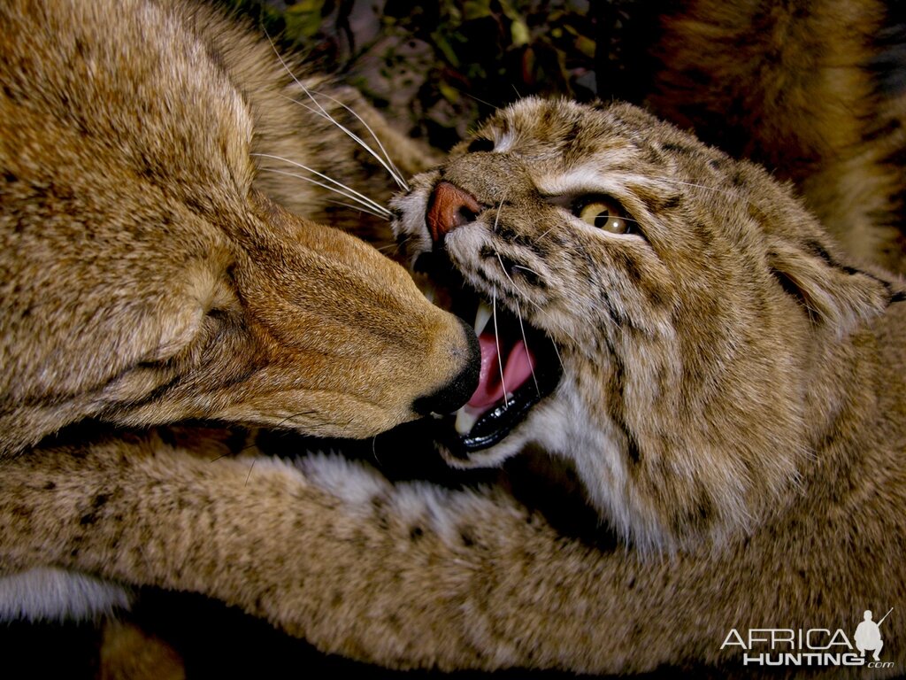 Big Bobcat VS Coyote Full Mount Pedestal Taxidermy