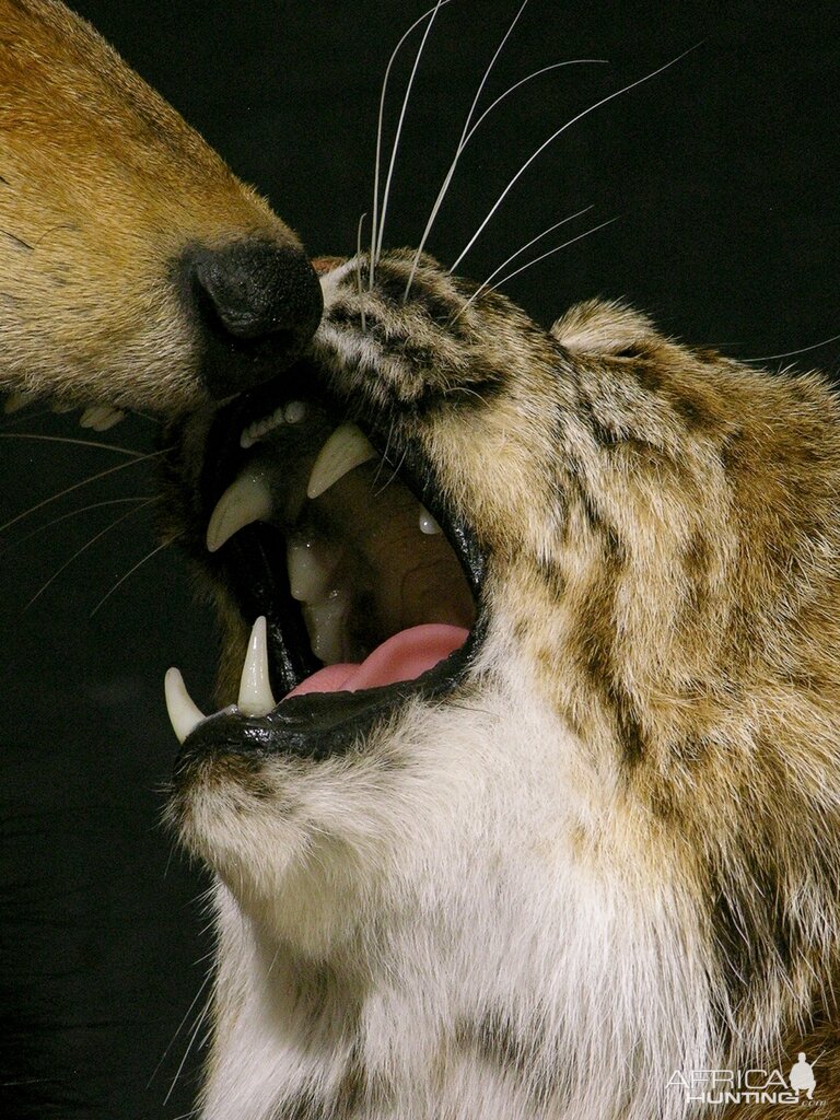 Big Bobcat VS Coyote Full Mount Pedestal Taxidermy