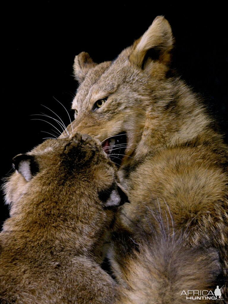 Big Bobcat VS Coyote Full Mount Pedestal Taxidermy