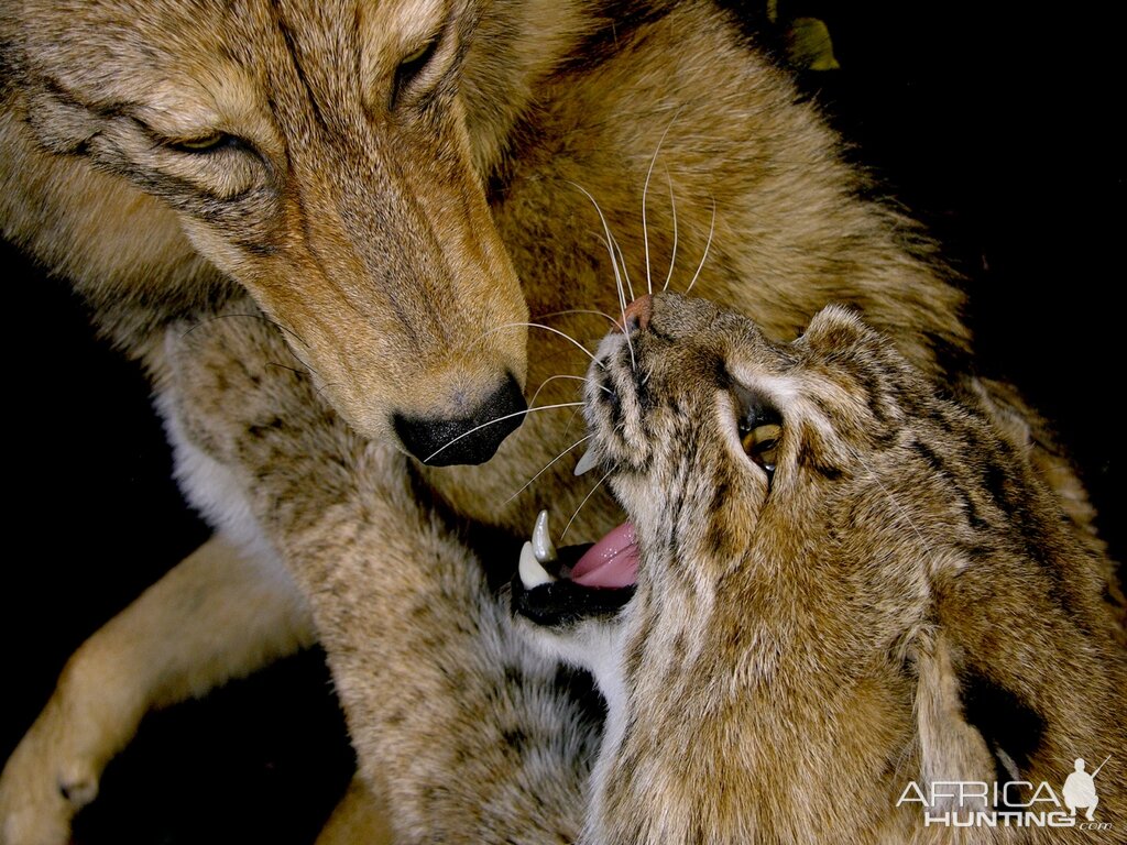 Big Bobcat VS Coyote Full Mount Pedestal Taxidermy