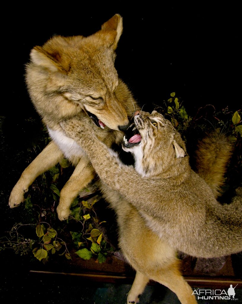 Big Bobcat VS Coyote Full Mount Pedestal Taxidermy