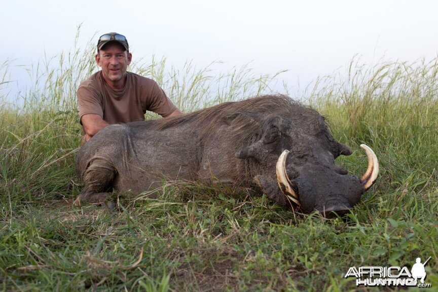 Big bodied Warthog hunted in Uganda