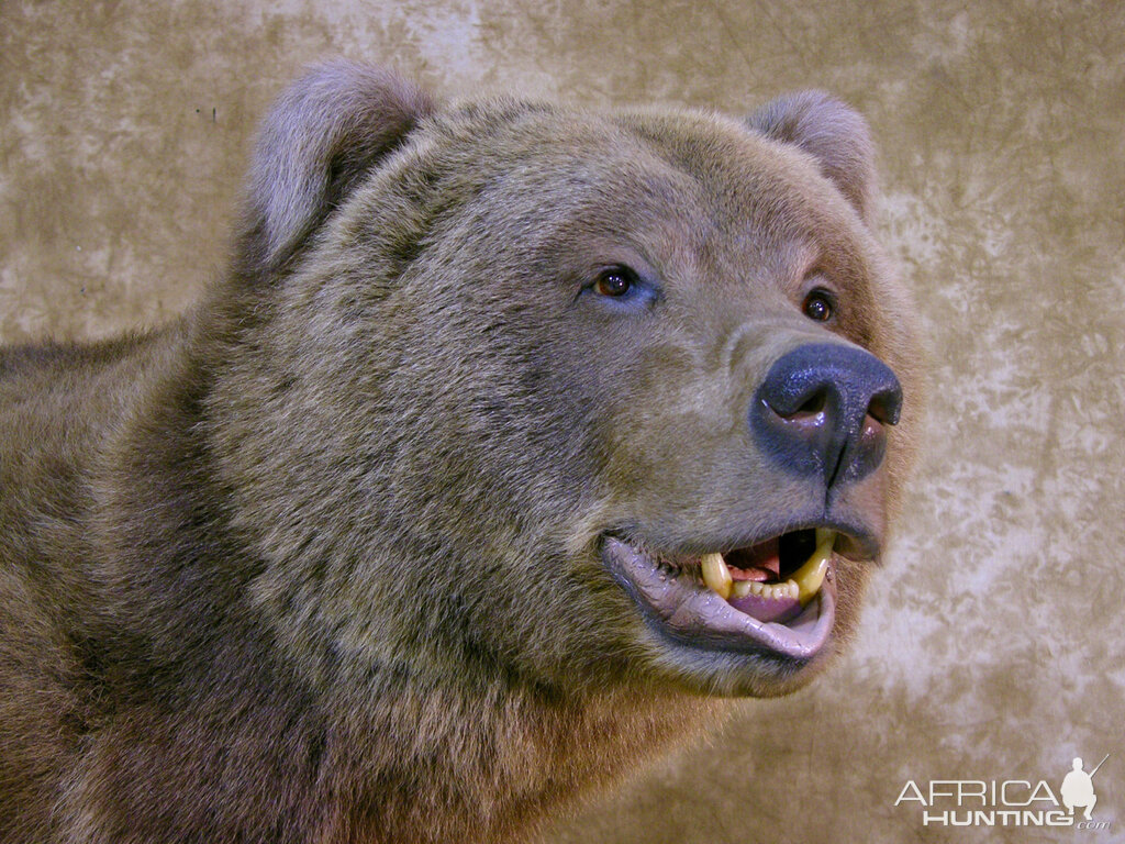 Big Brown Bear Full Mount Taxidermy