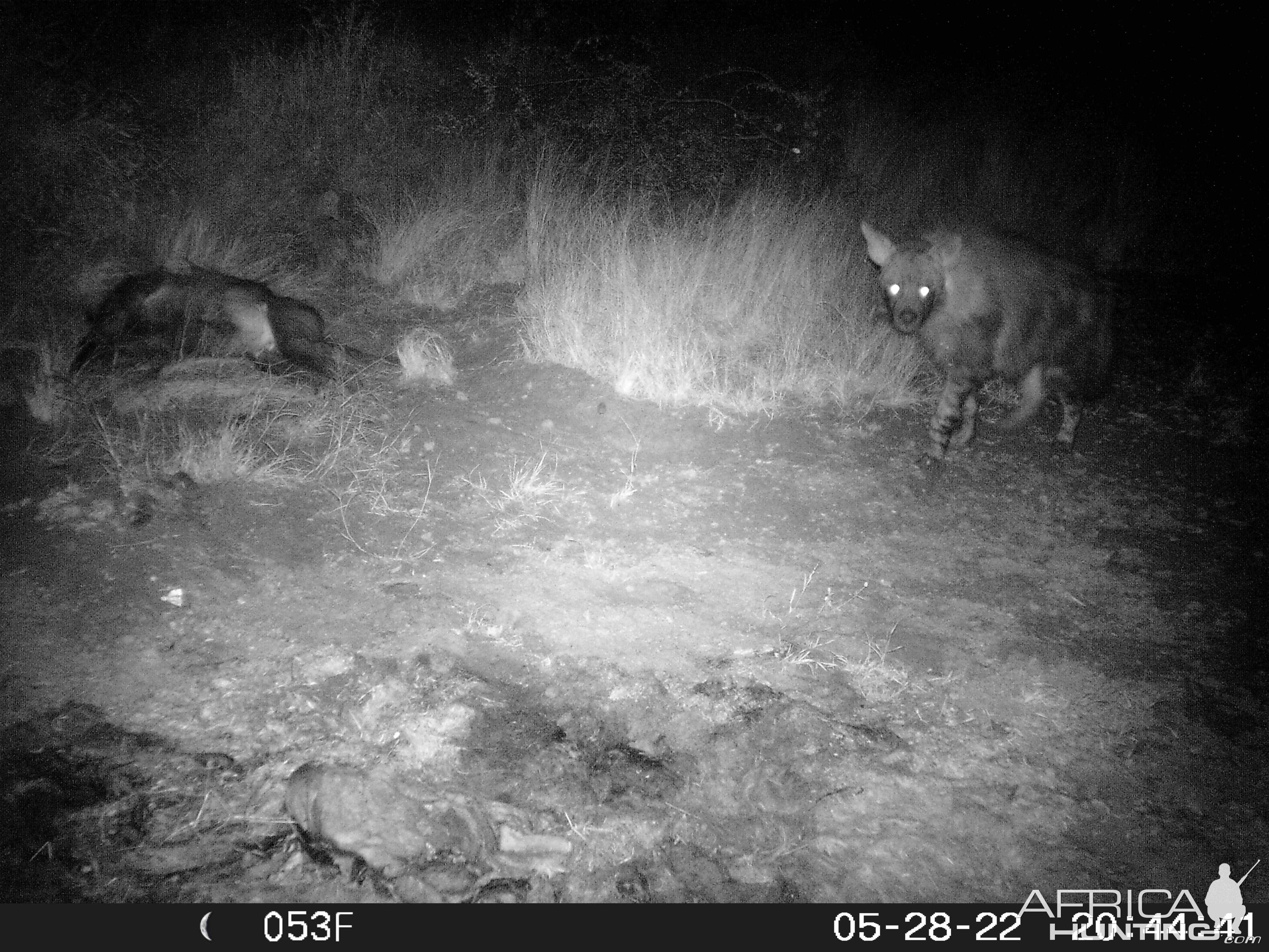 Big Brown Hyena Trail Camera South Africa