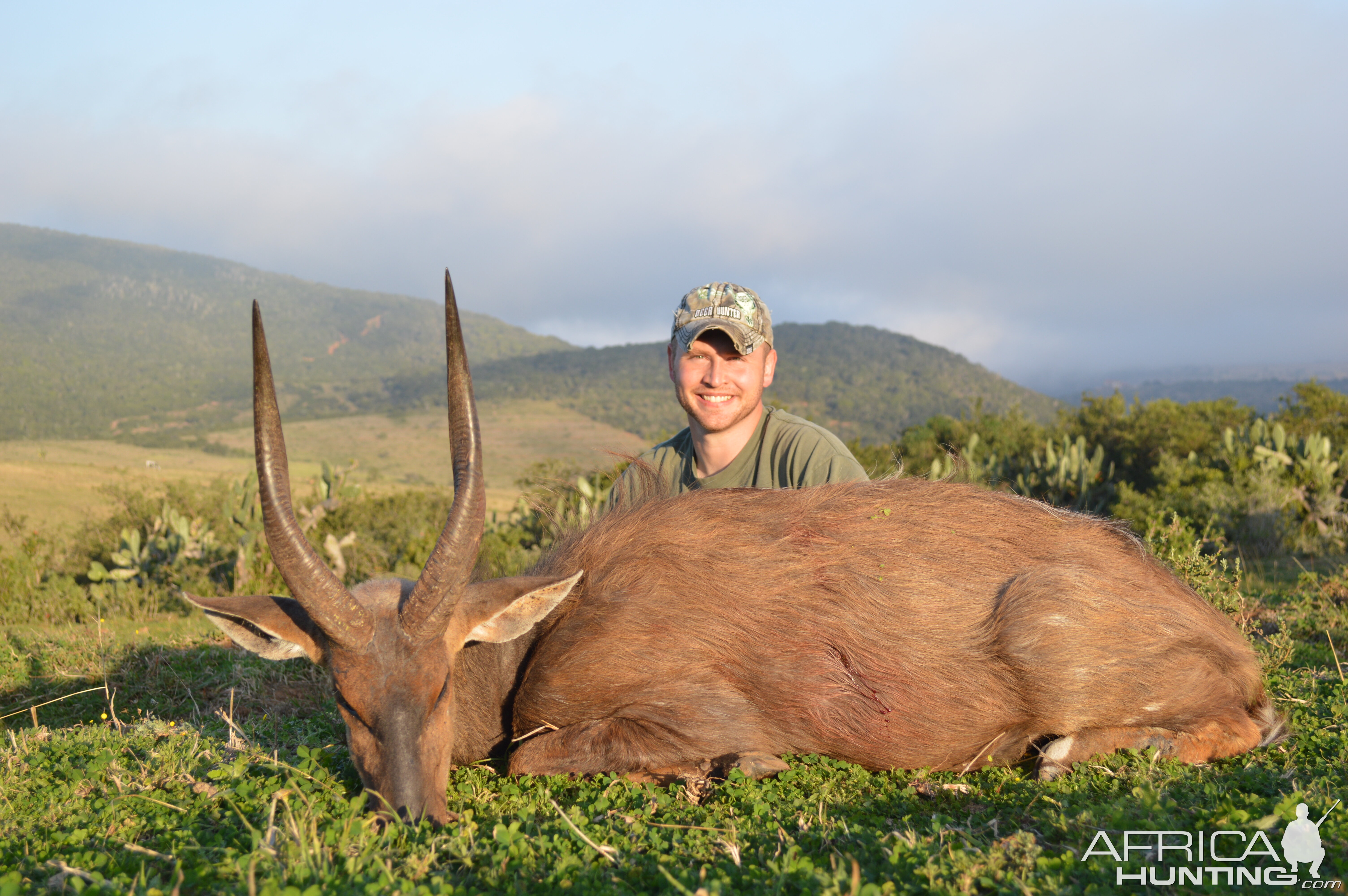 Big Cape Bushbuck